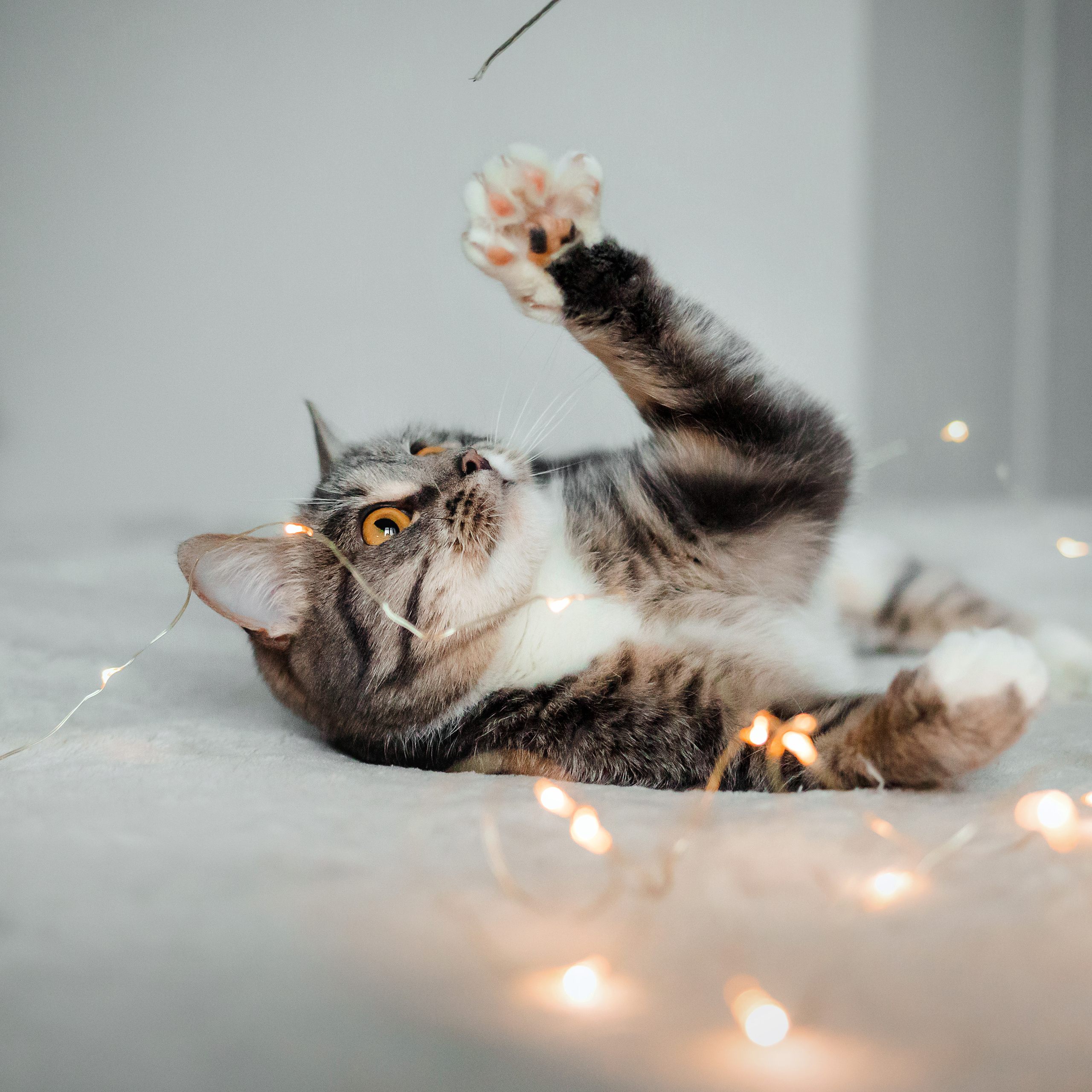 Фотосессия для кошки в интерьере