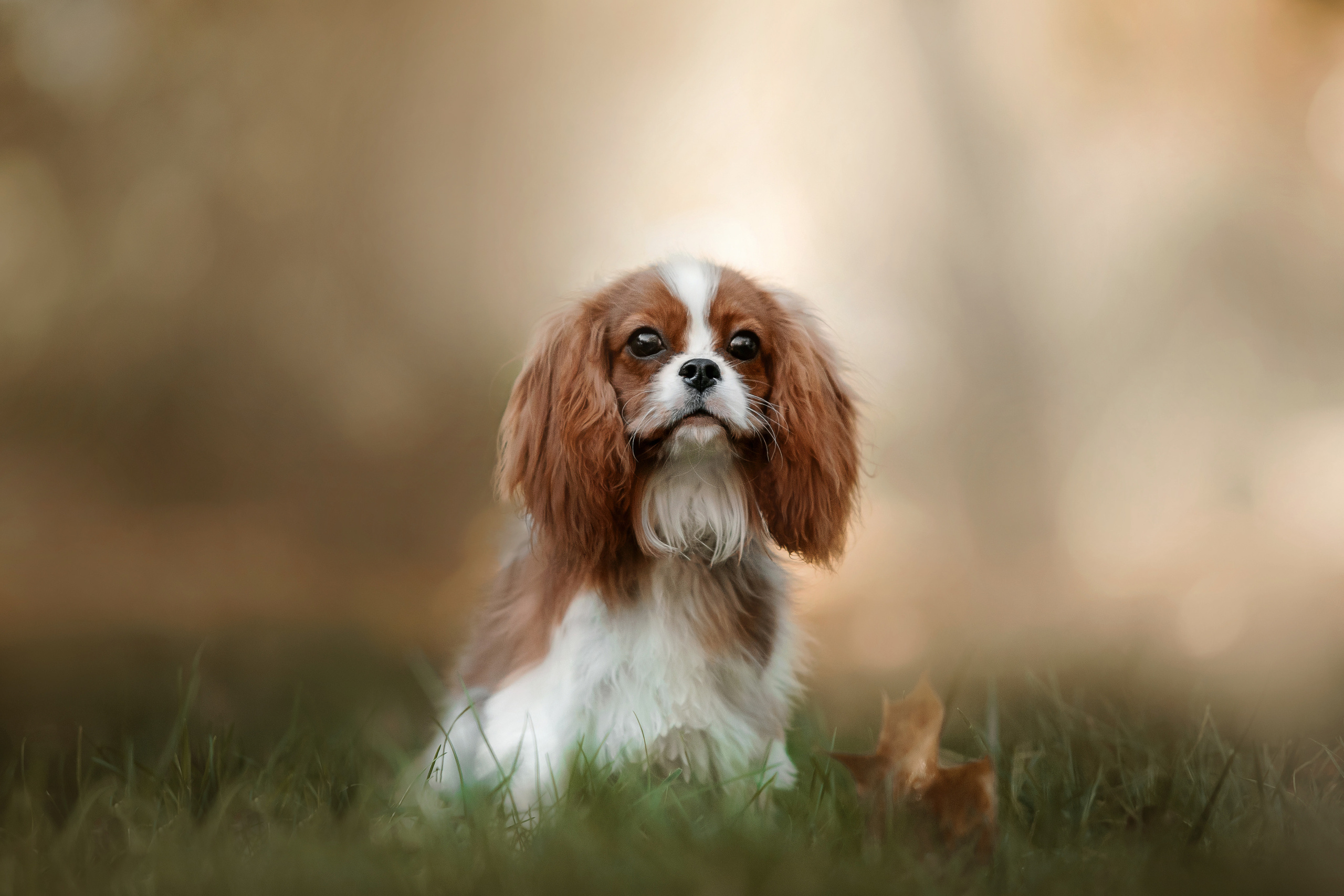 Фотосессия кавалер-кинг-чарльз-спаниелями