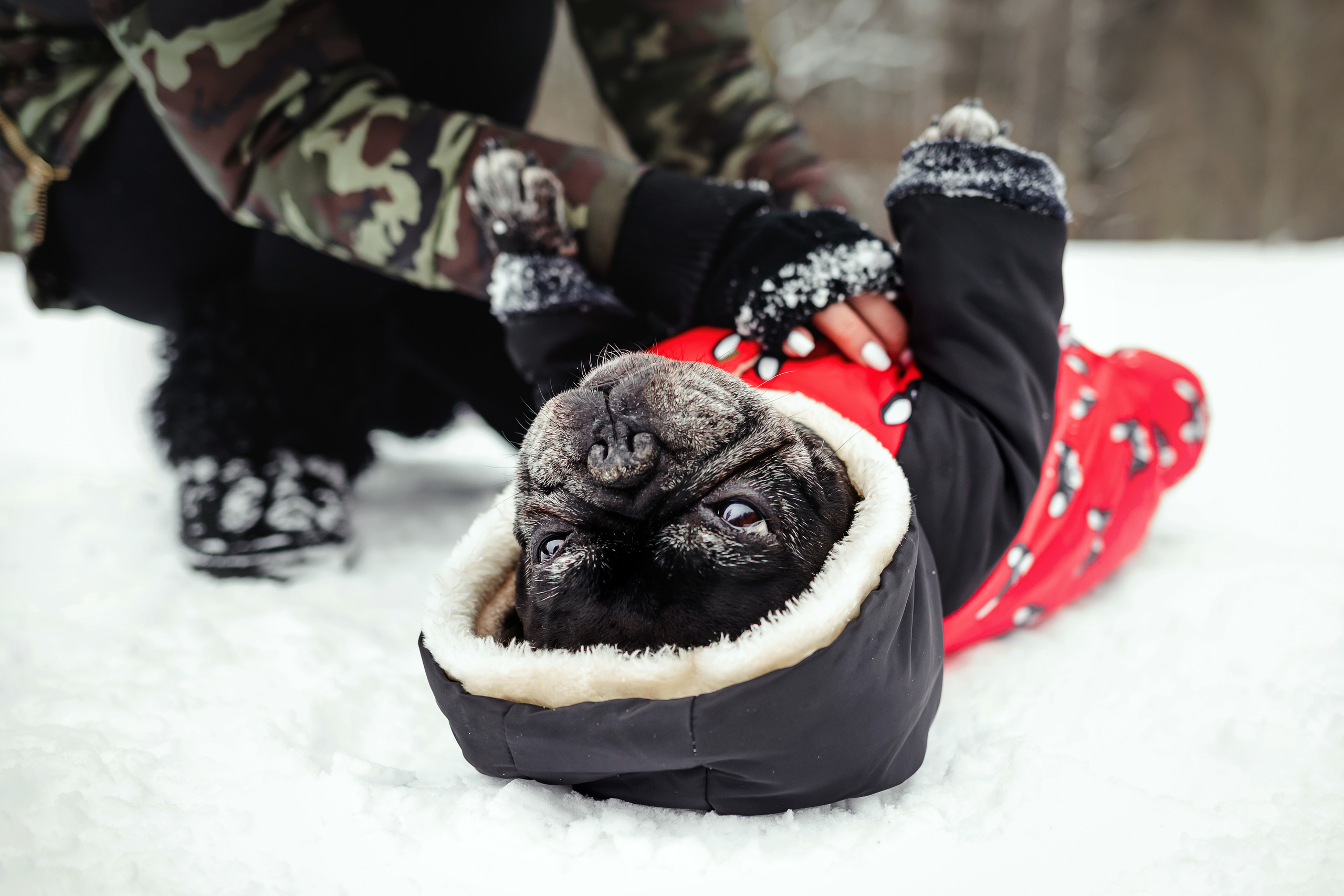 Фотосессия с бульдогом Жулей