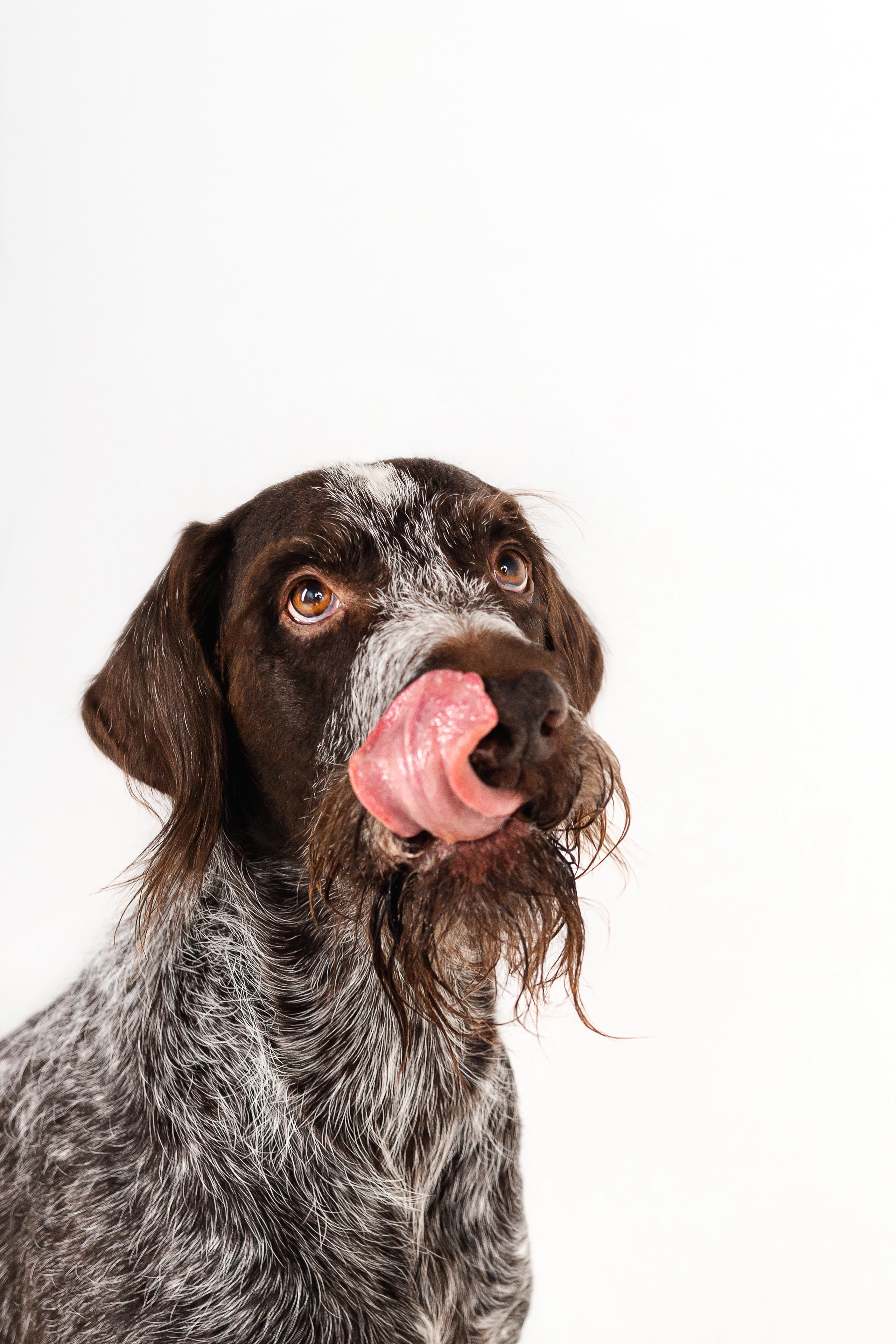 Фотосессия для бренда натуральной еды для собак