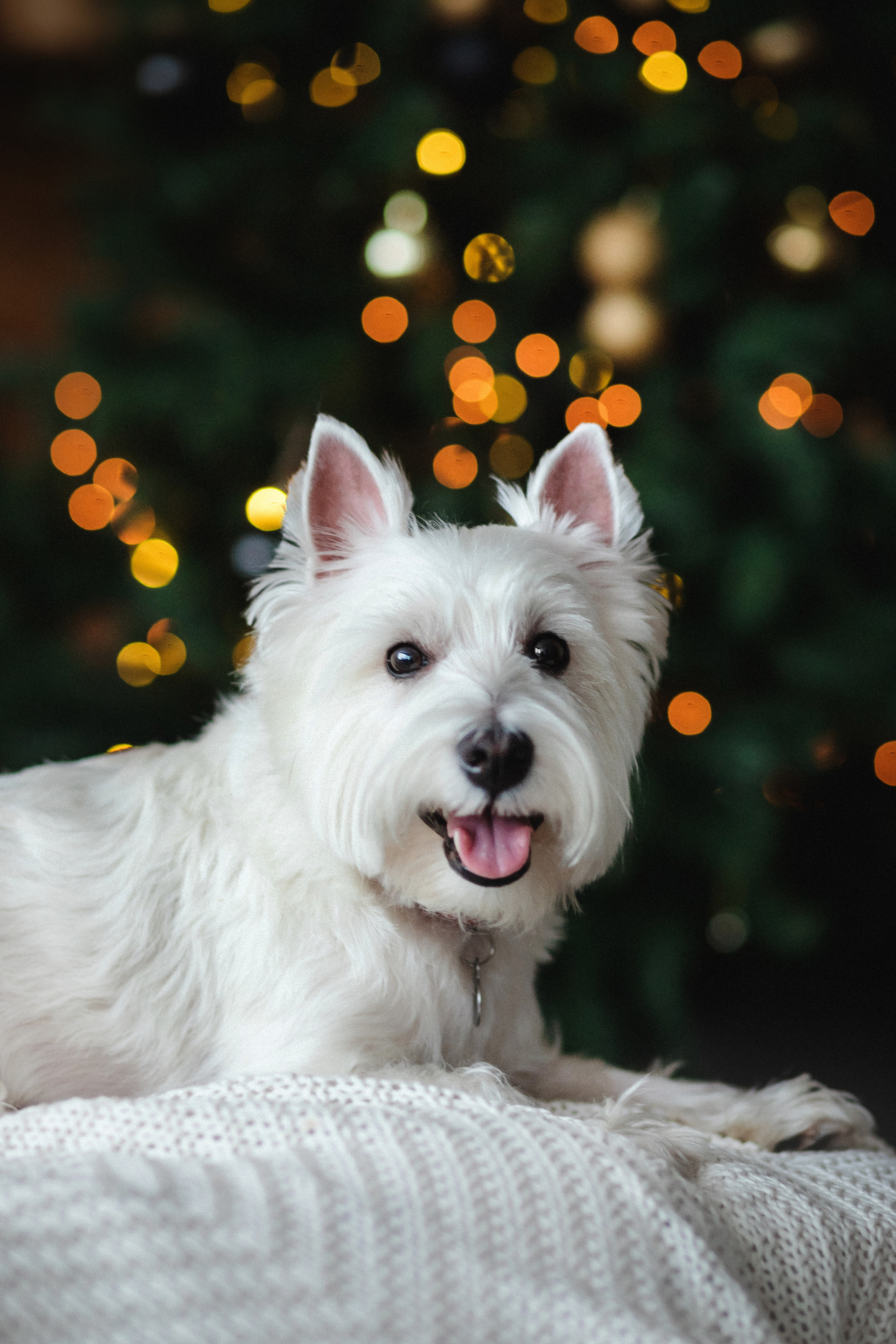 Фотосессия с Семеном и Винни