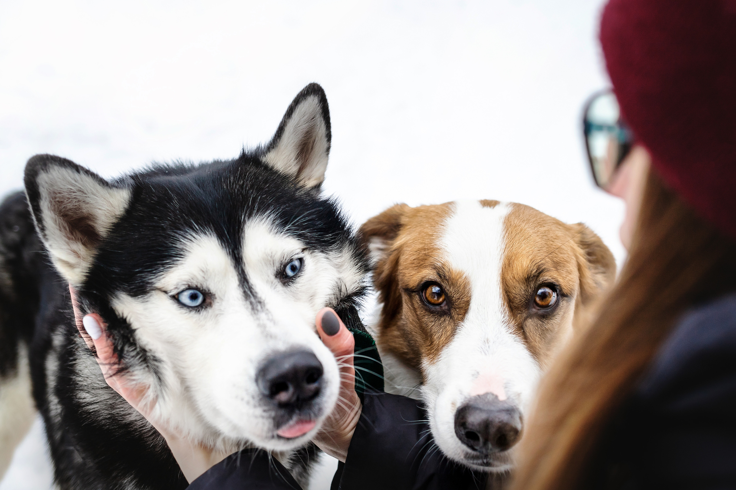 Фотосессия с собакой зимой