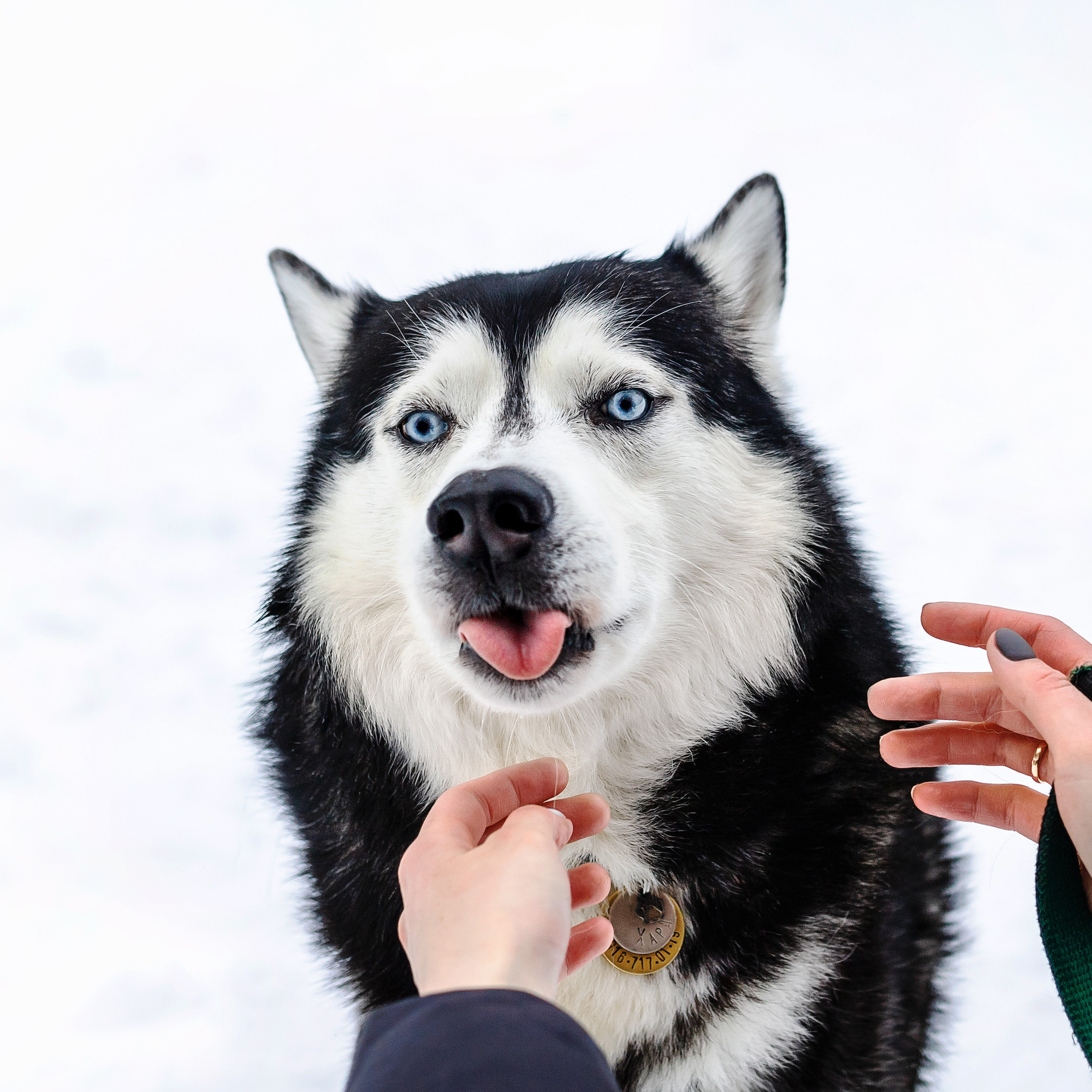 Фотосессия с хаски зимой