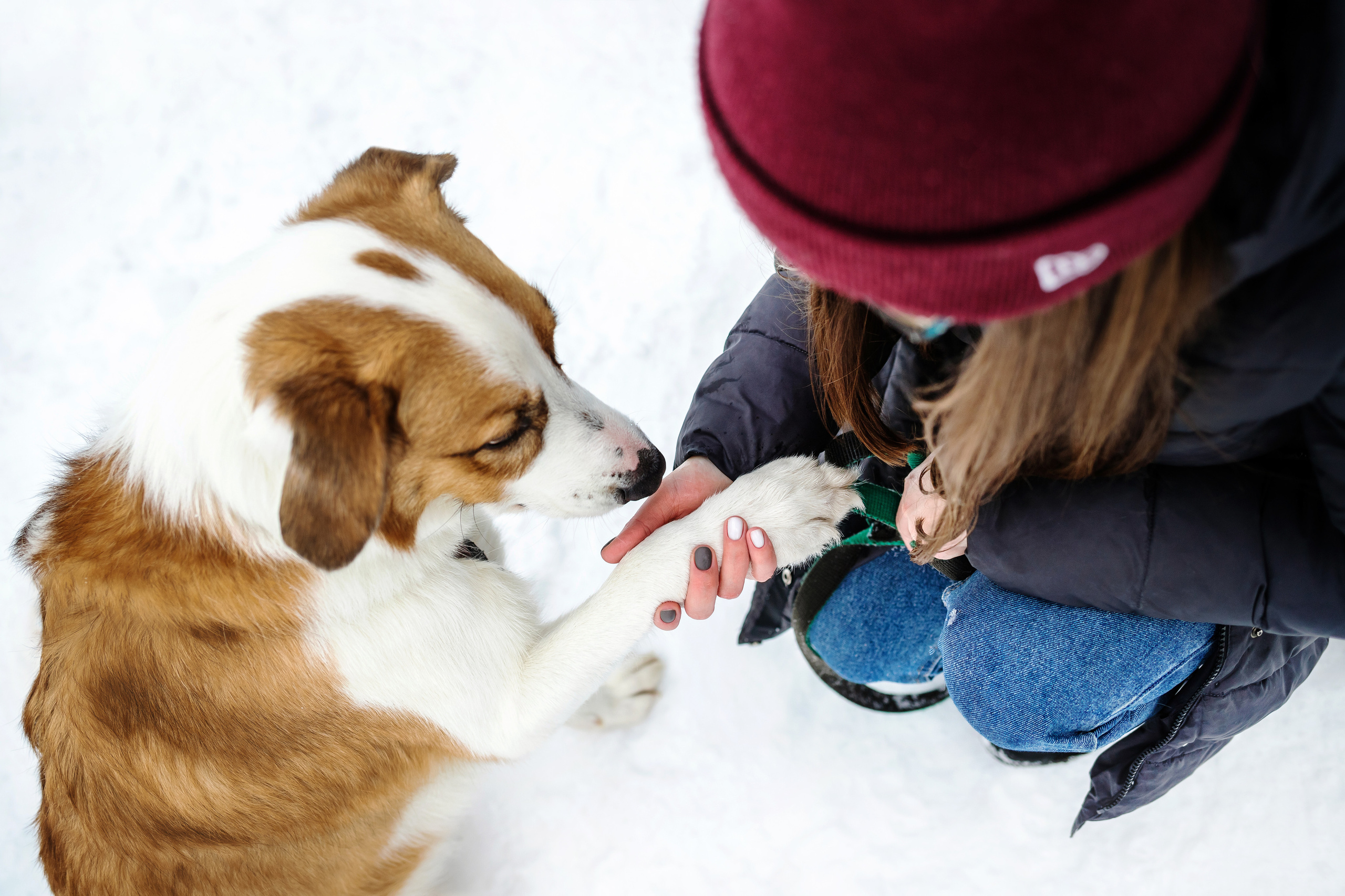 Фотосессия с собакой зимой