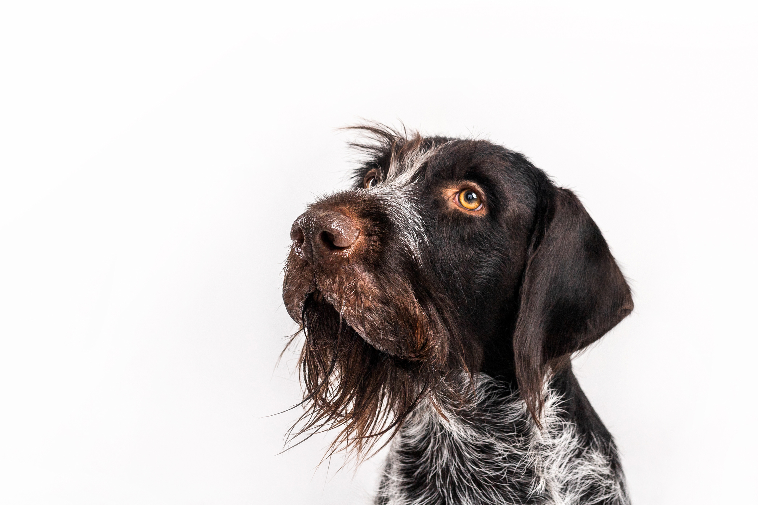 Фотосессия для бренда натуральной еды для собак