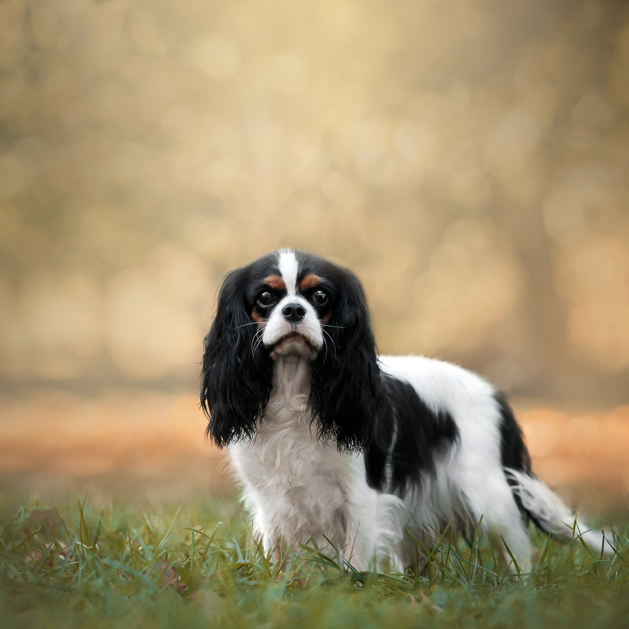 Фотосессия кавалер-кинг-чарльз-спаниелями