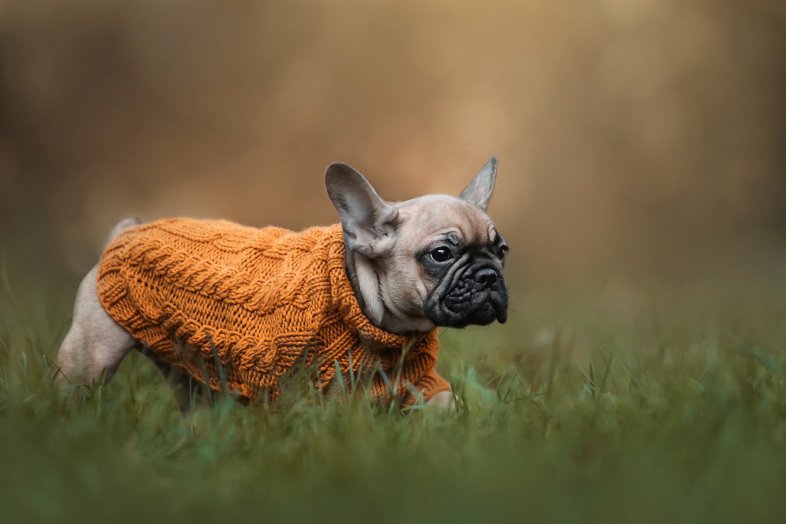 Фотосессия с собаками Мотя и Вилья