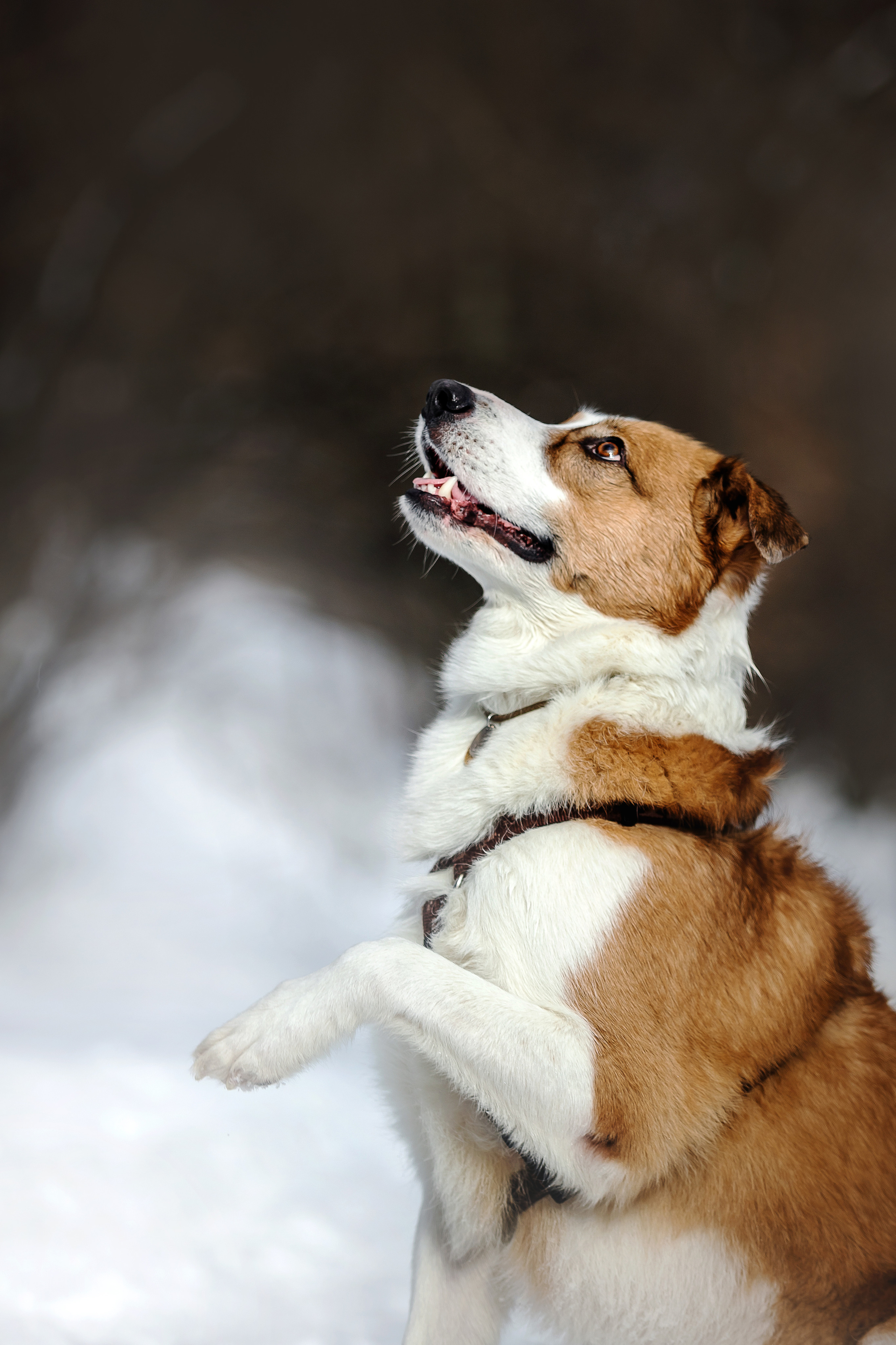 Фотосессия в парке Коломенское