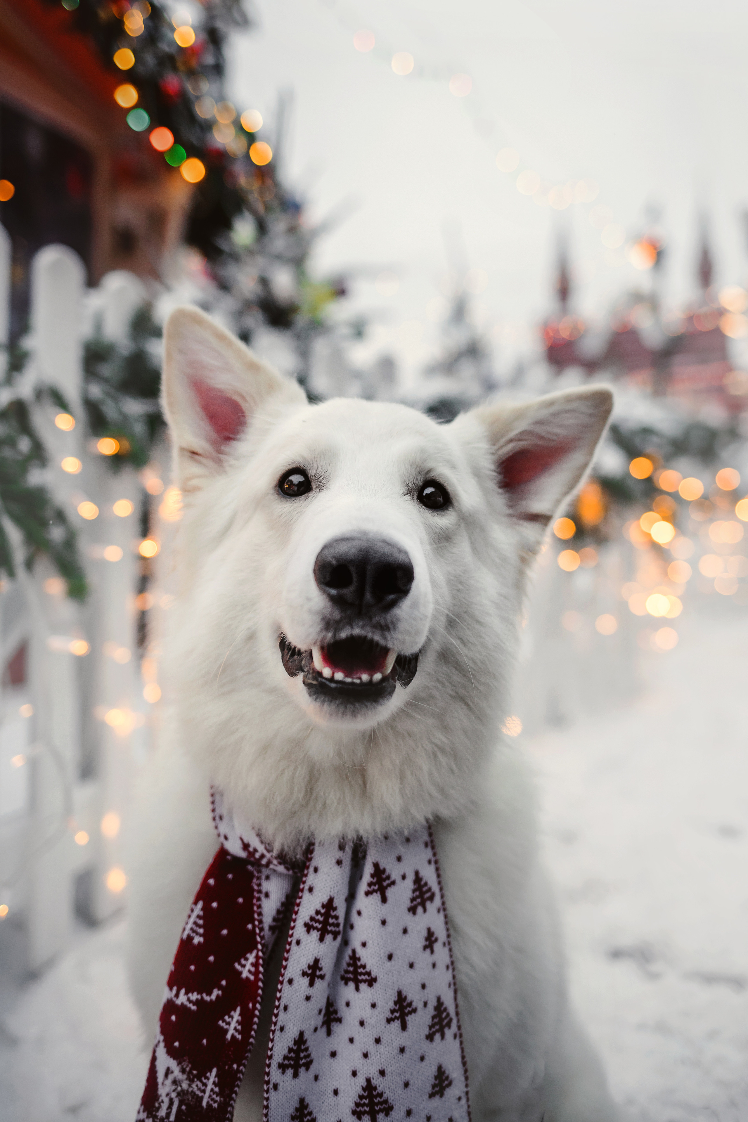 Света, Юля и Олаф