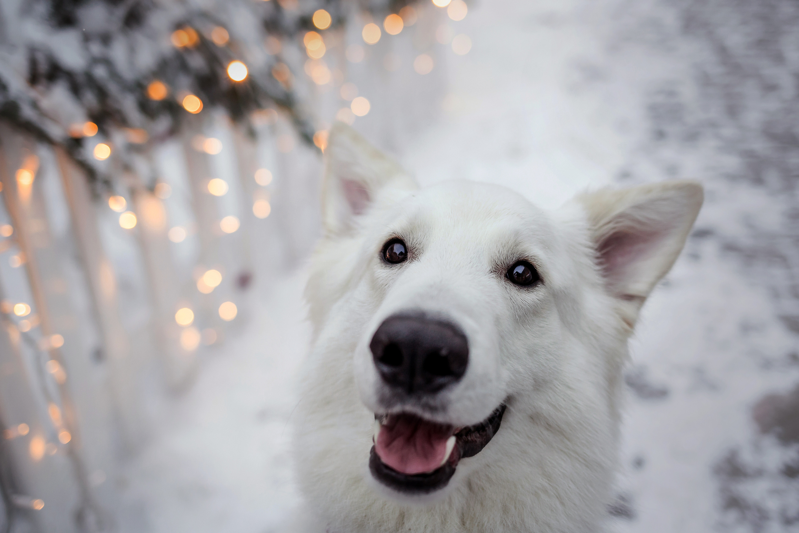 Света, Юля и Олаф