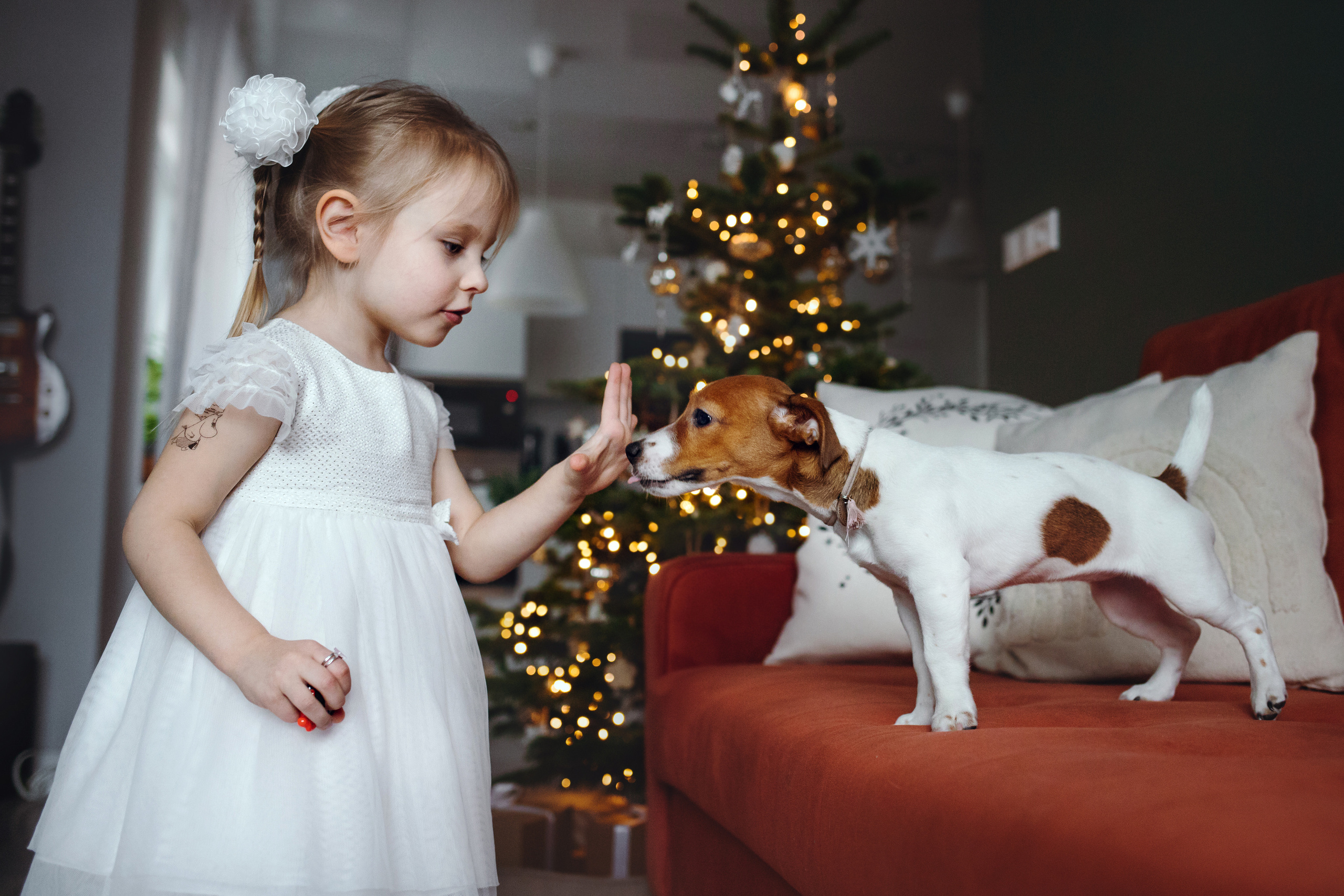 Новогодняя домашняя фотосессия с собакой