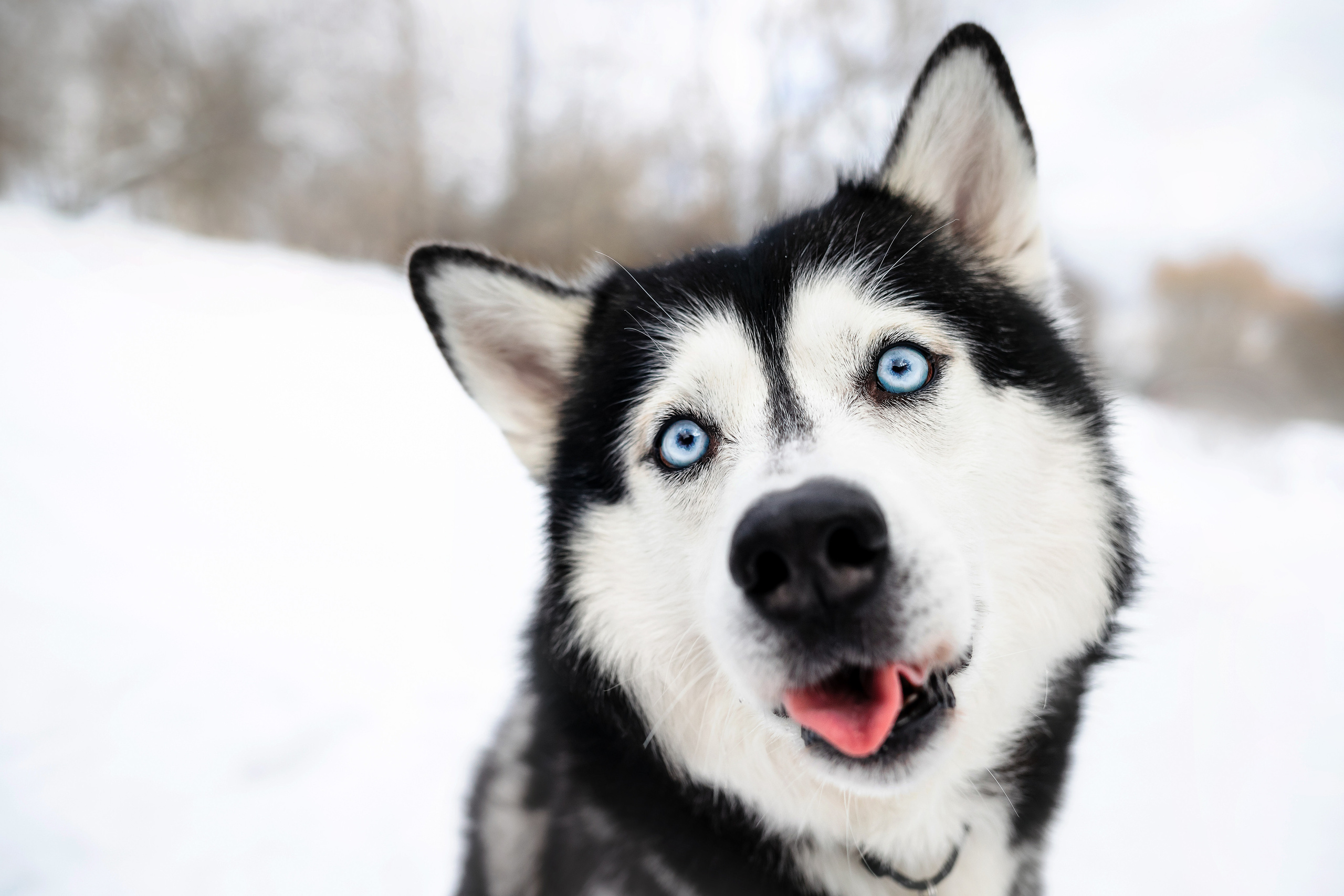 Фотосессия с хаски