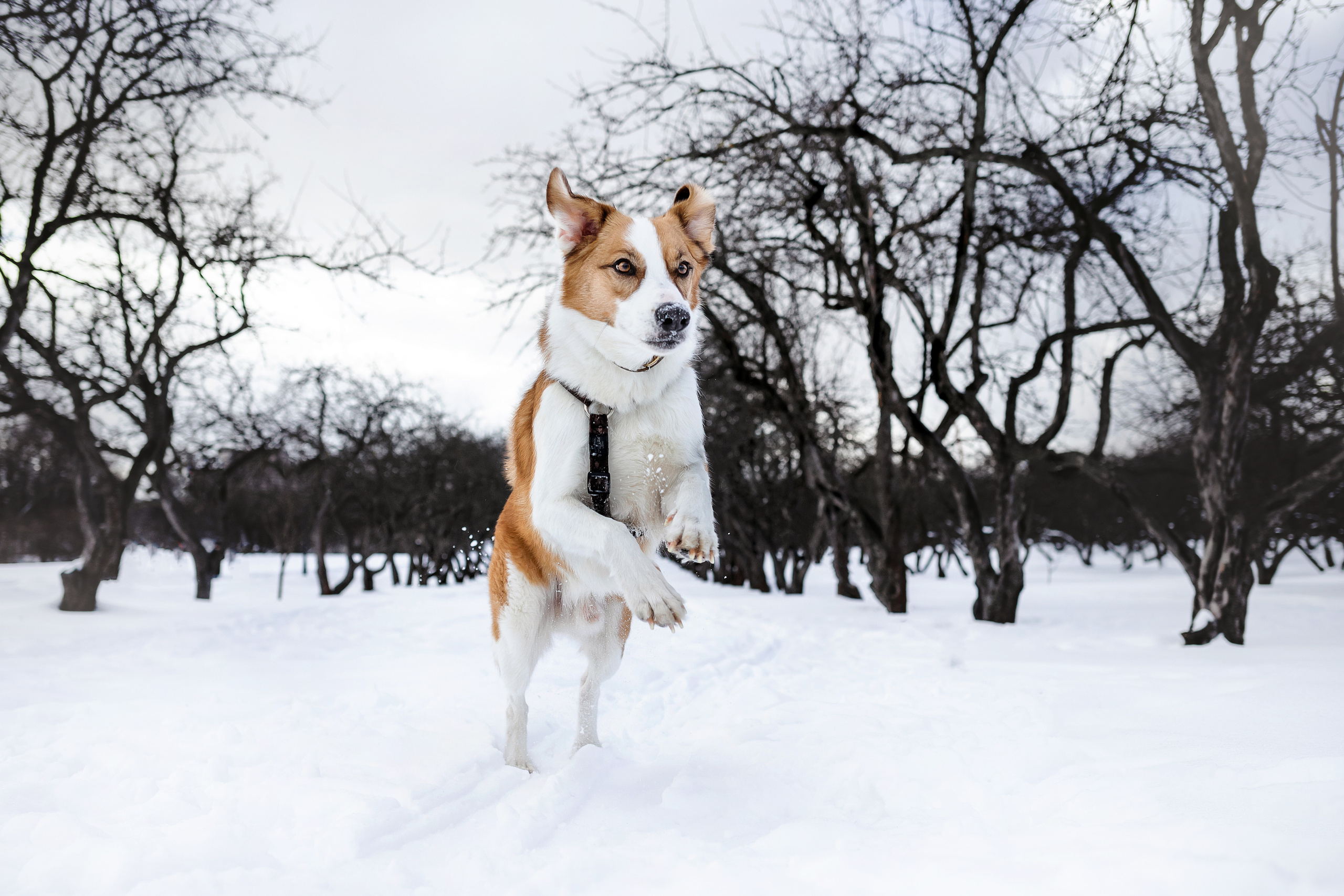 Фотосессия в Коломенском парке