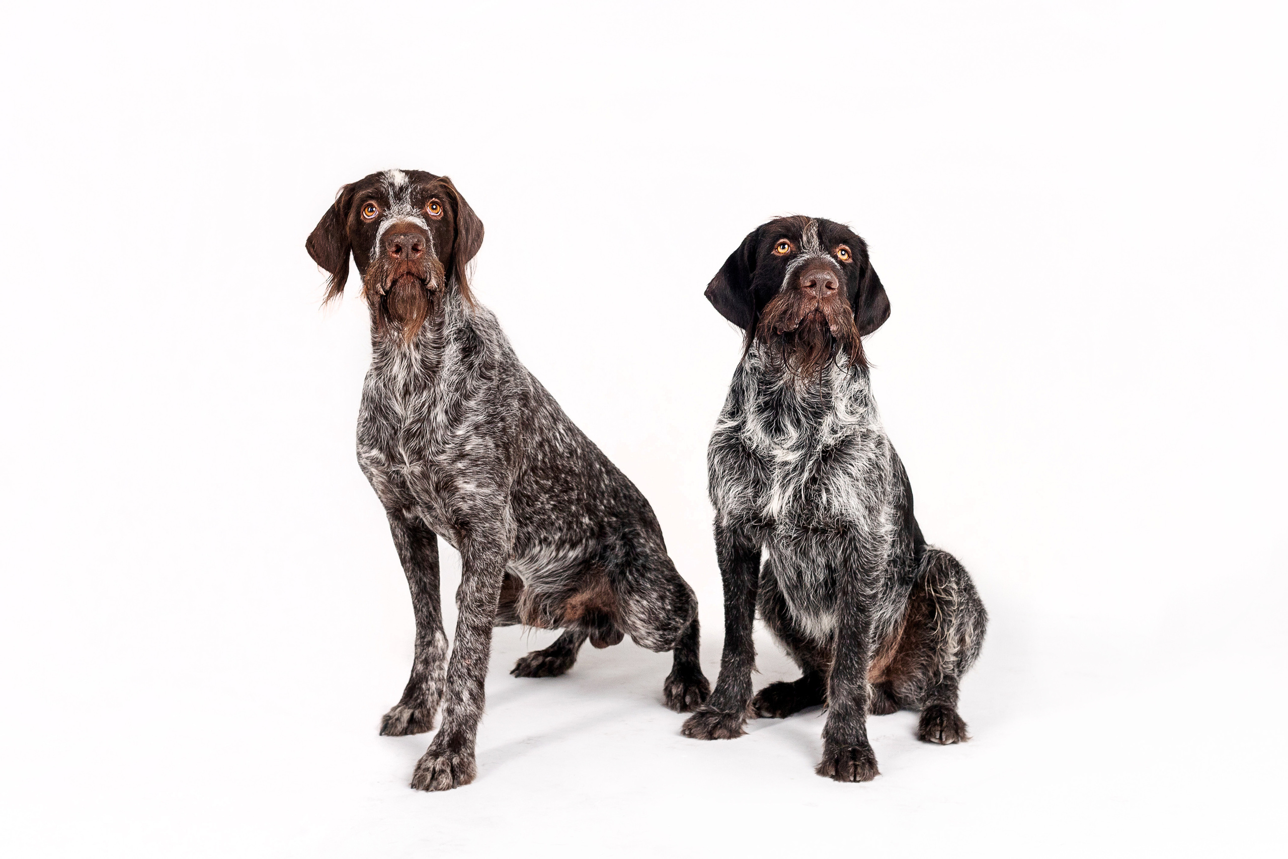 Фотосессия для бренда натуральной еды для собак