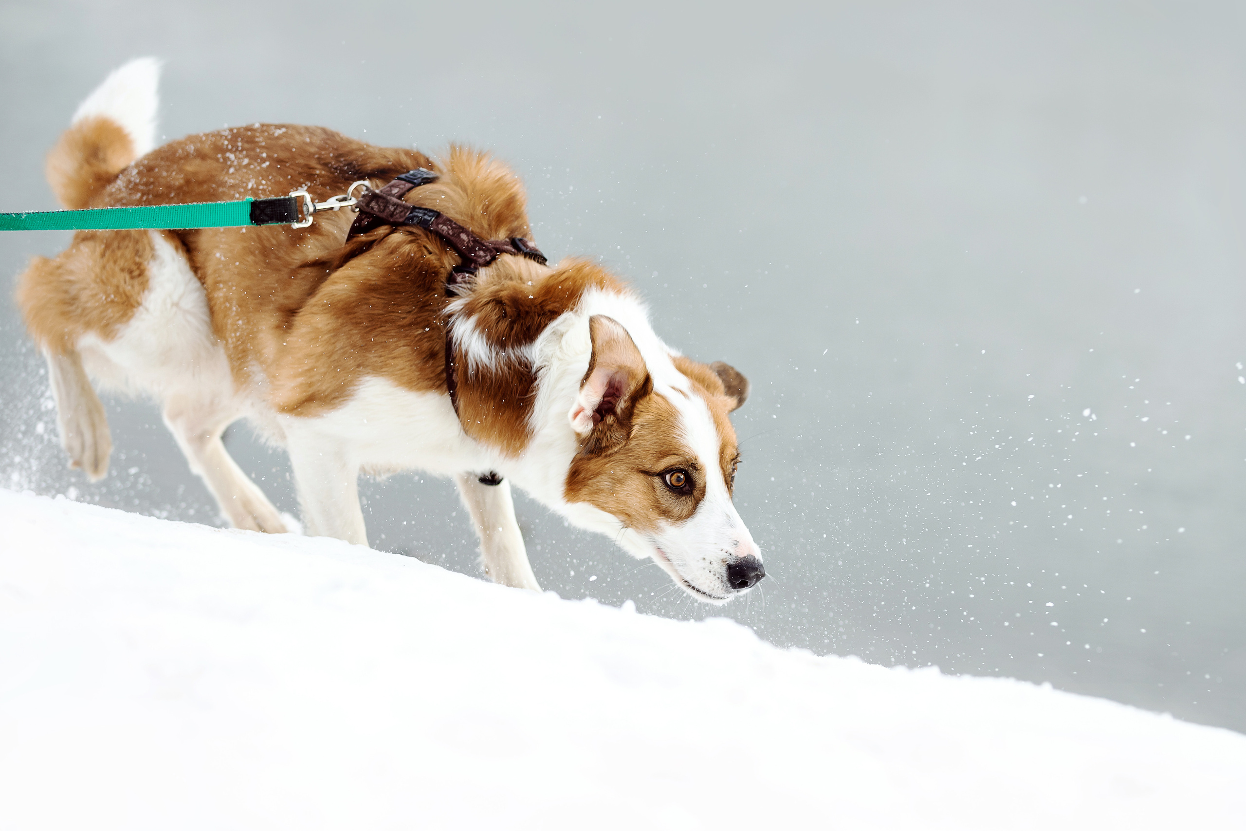 Зимняя фотосессия с собакой