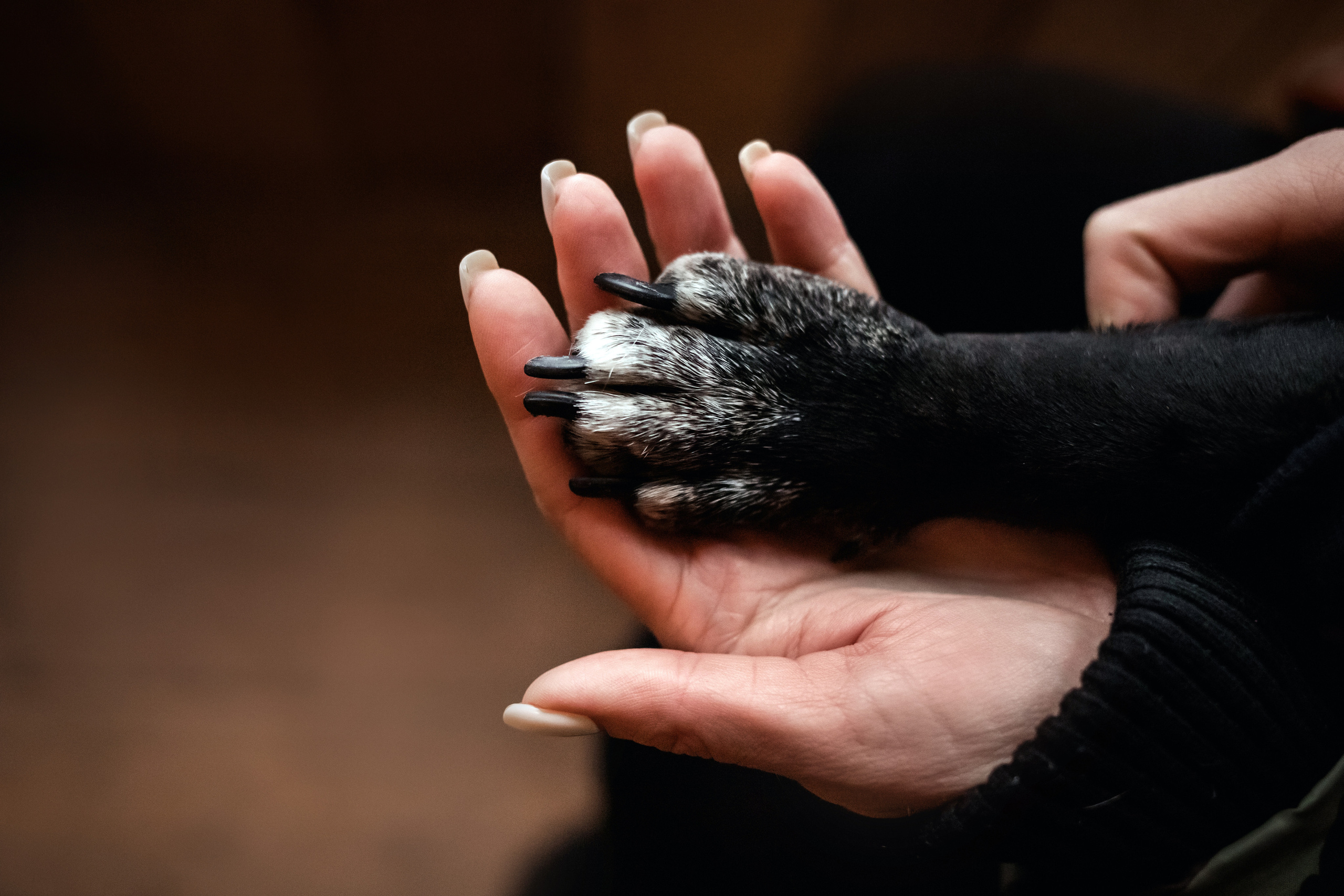 Фотосессия с бульдогом Жулей