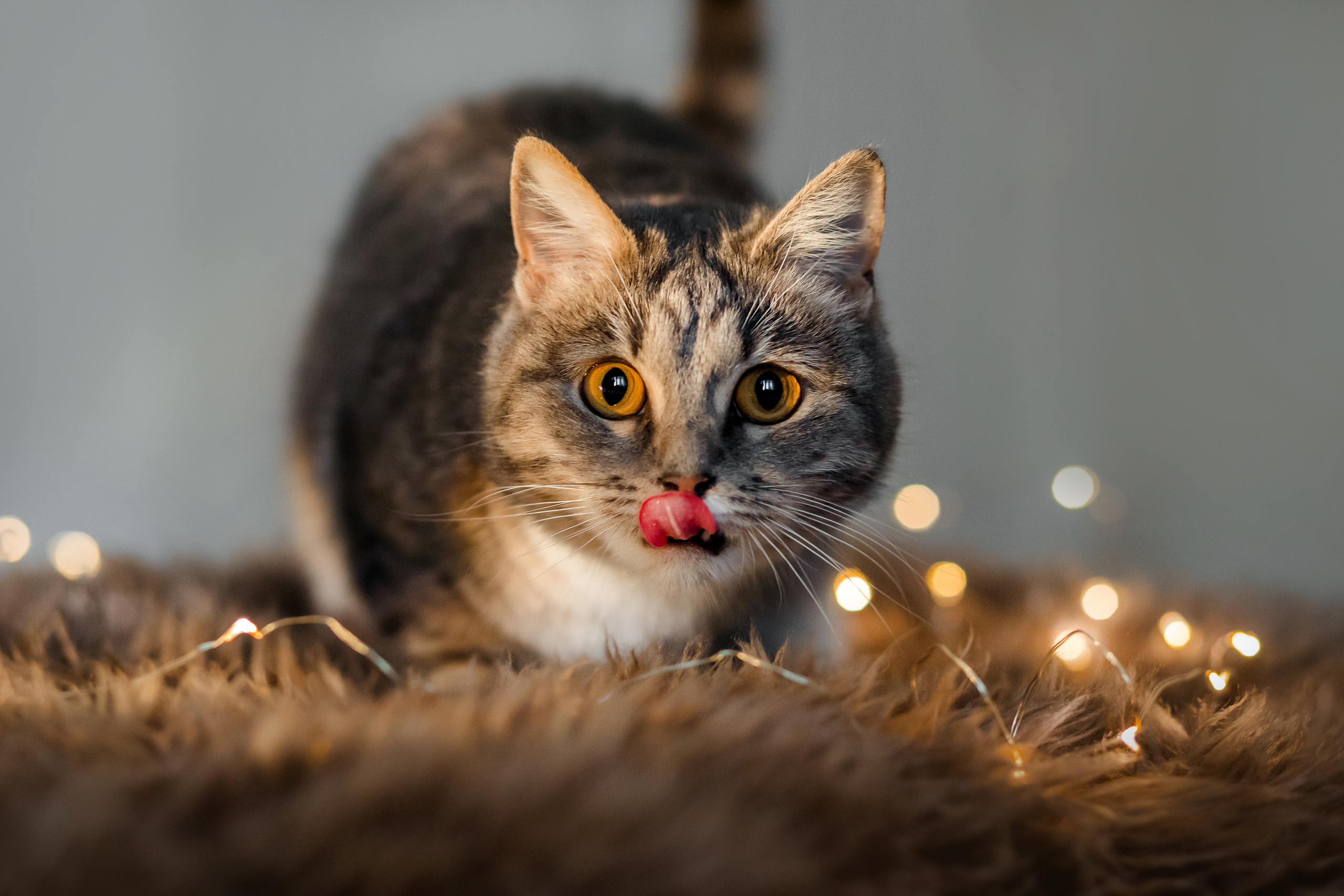 Фотосессия для кошки в интерьере