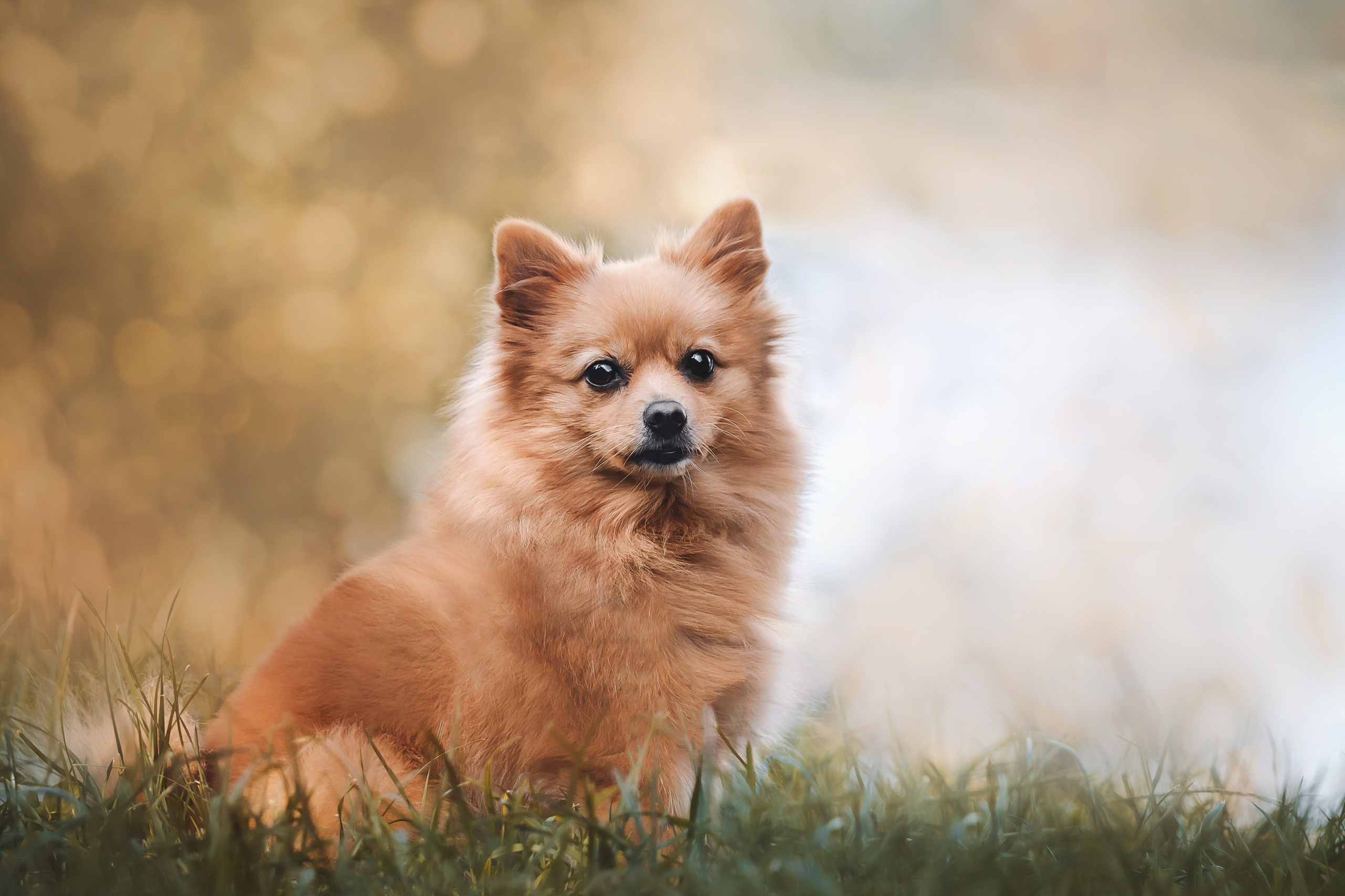 Чем фотограф-анималист отличается от других фотографов?