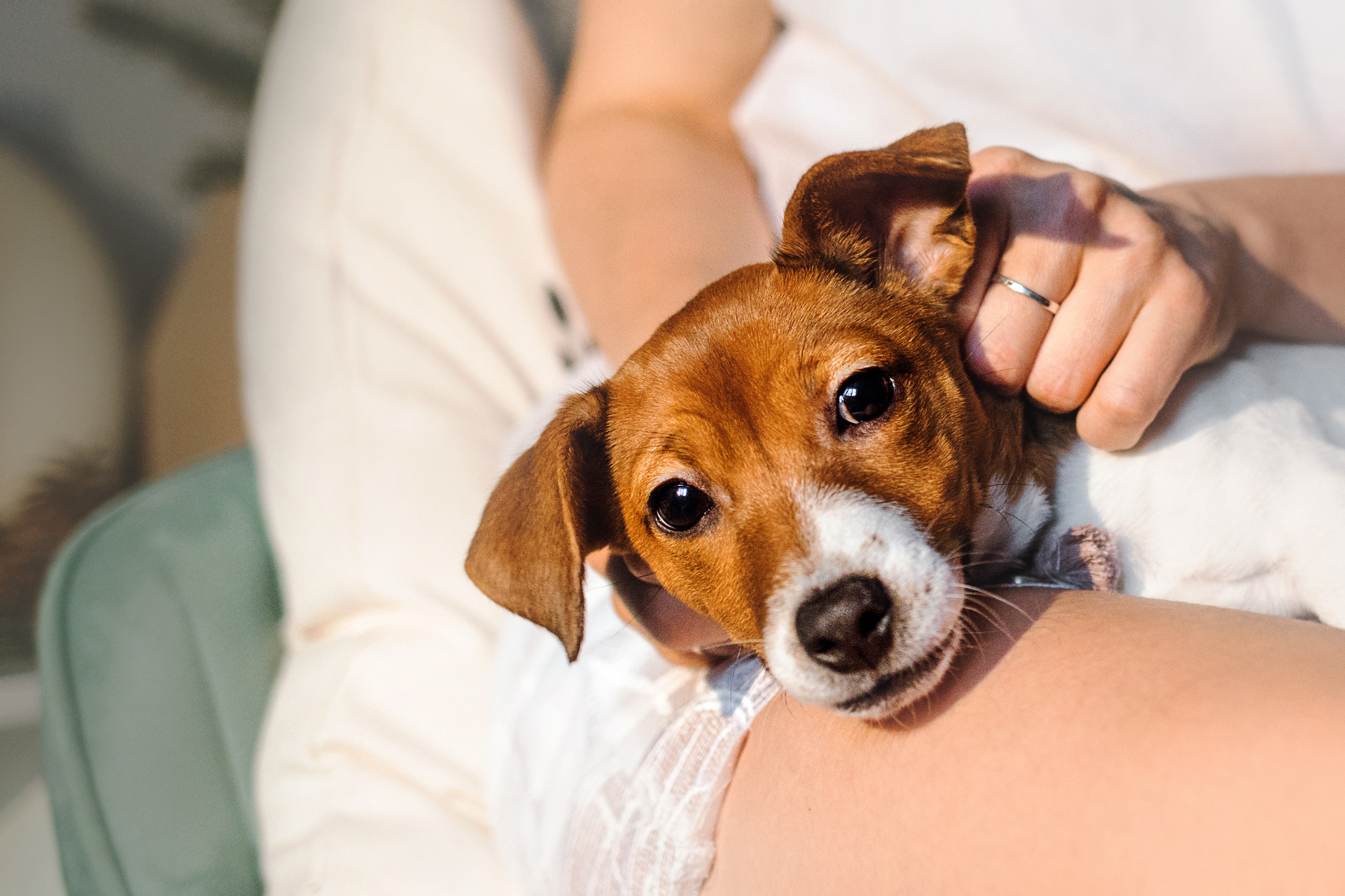 Новогодняя домашняя фотосессия с собакой