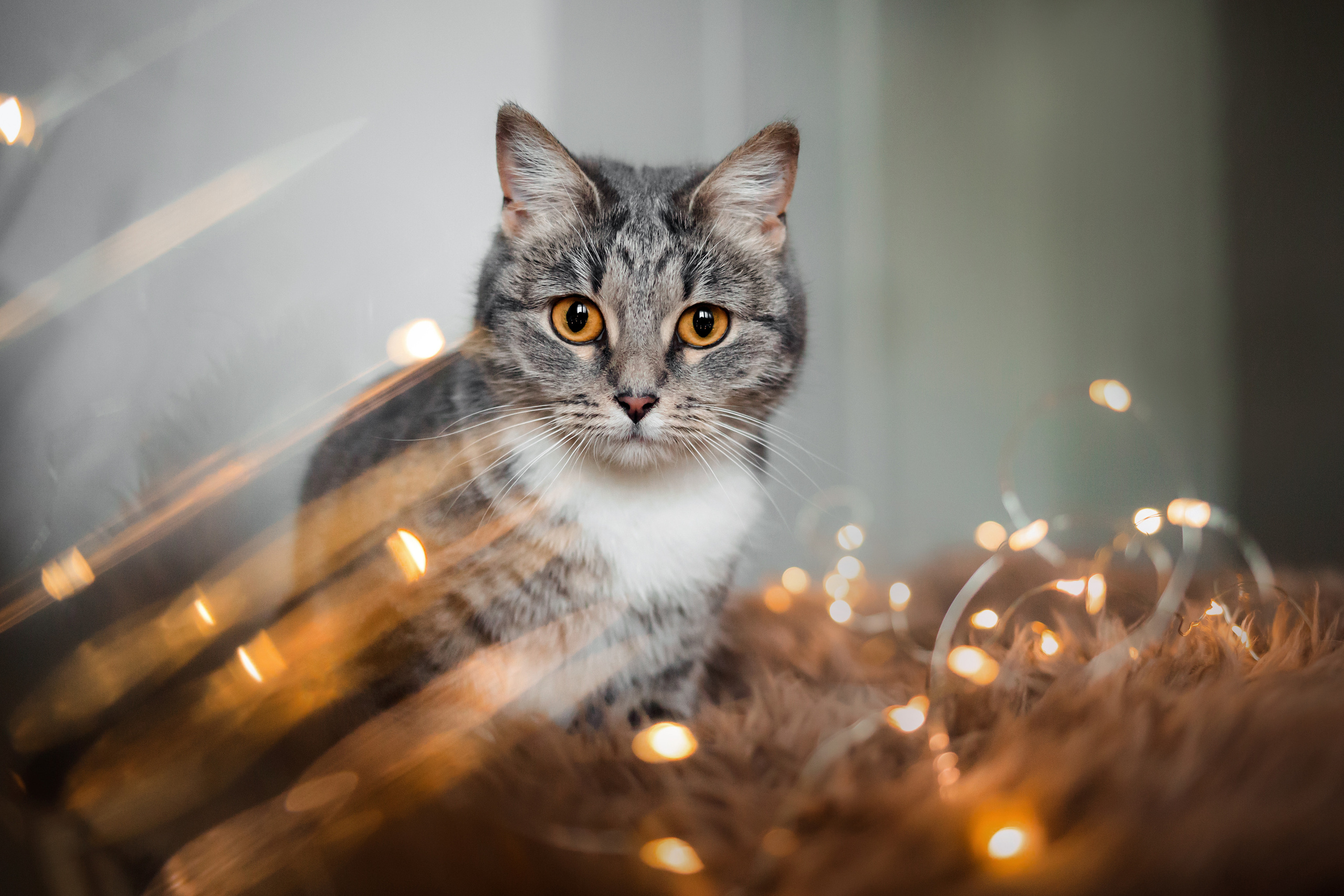 Фотосессия для кошки в интерьере