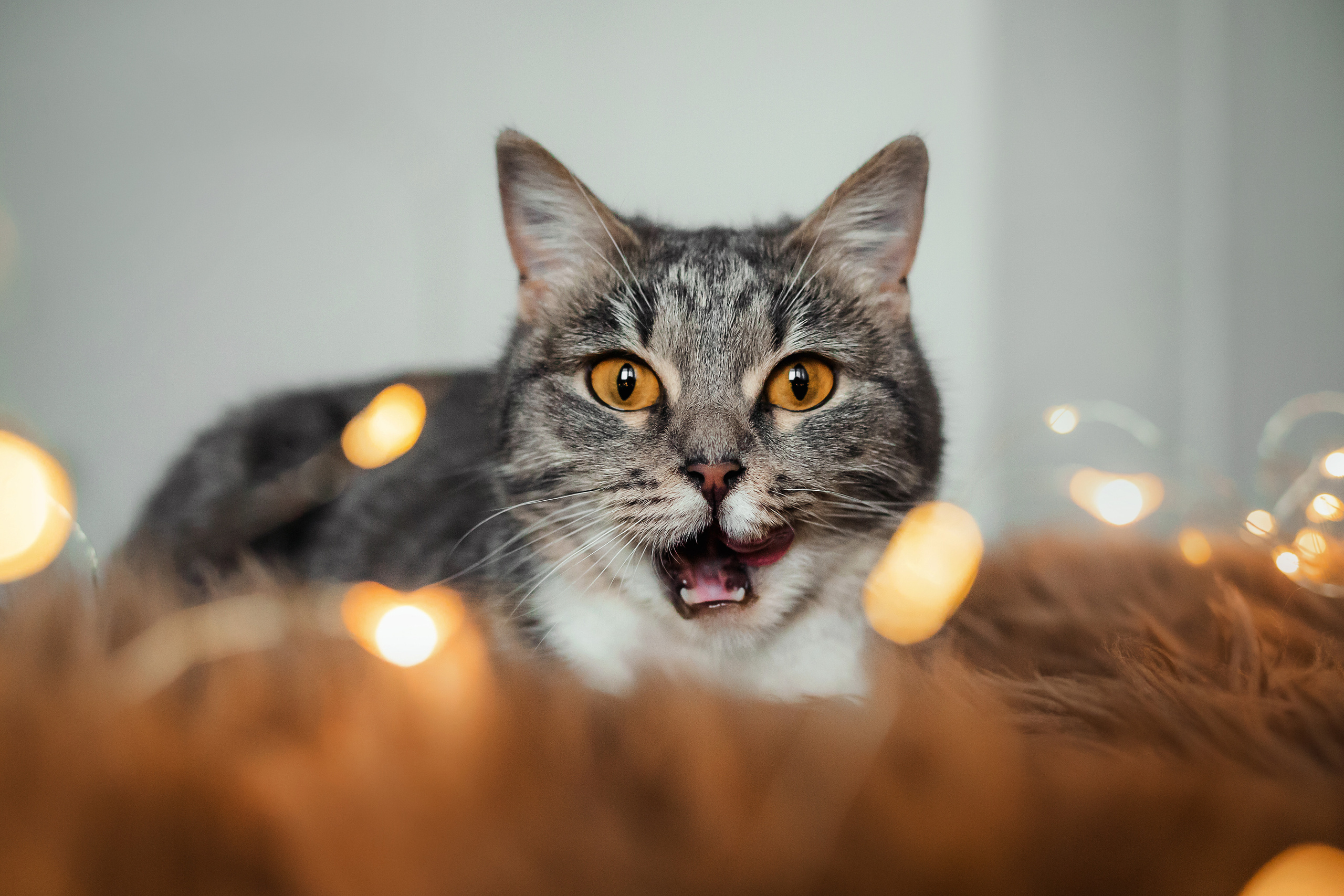 Фотосессия для кошки в интерьере