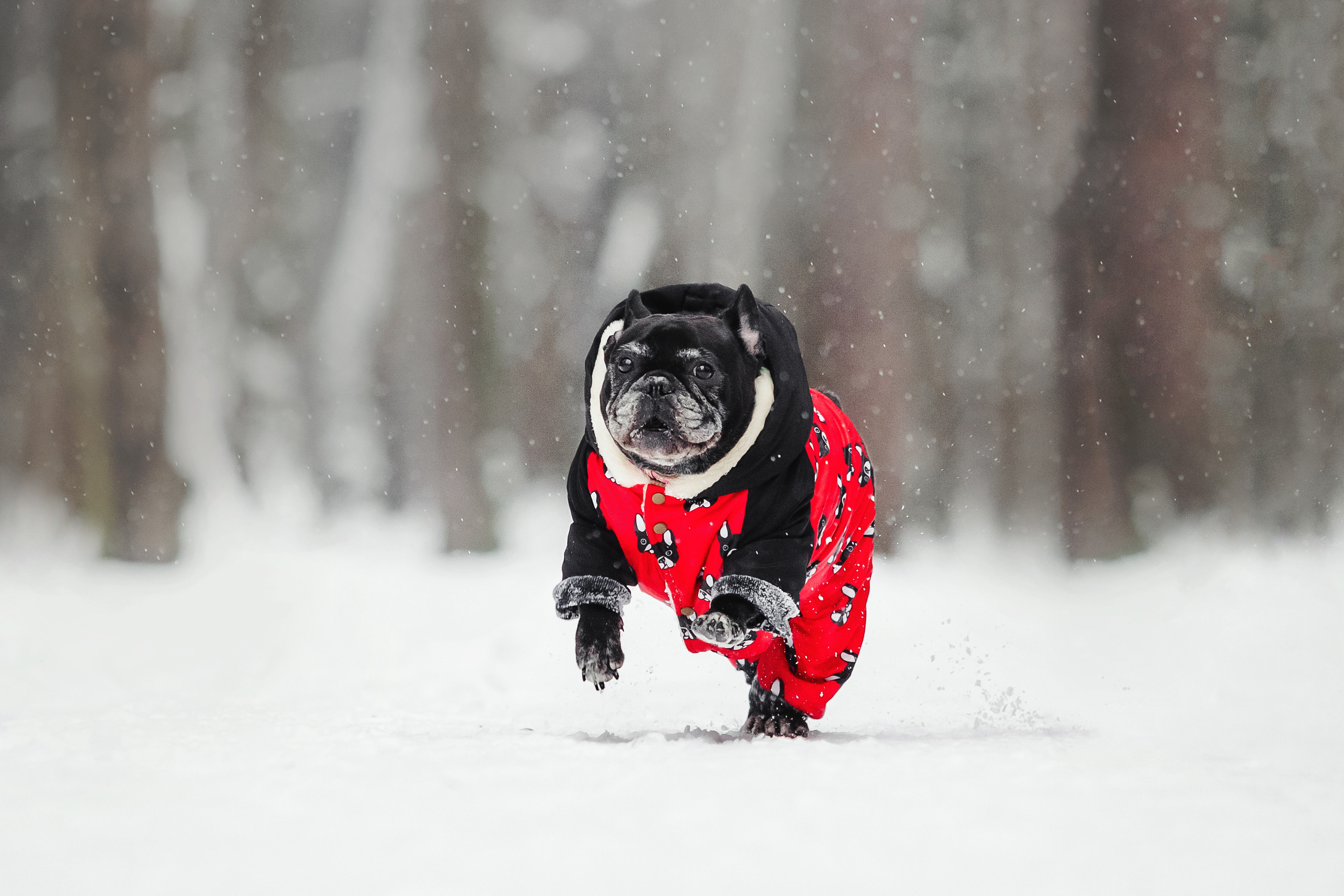Фотосессия с бульдогом Жулей