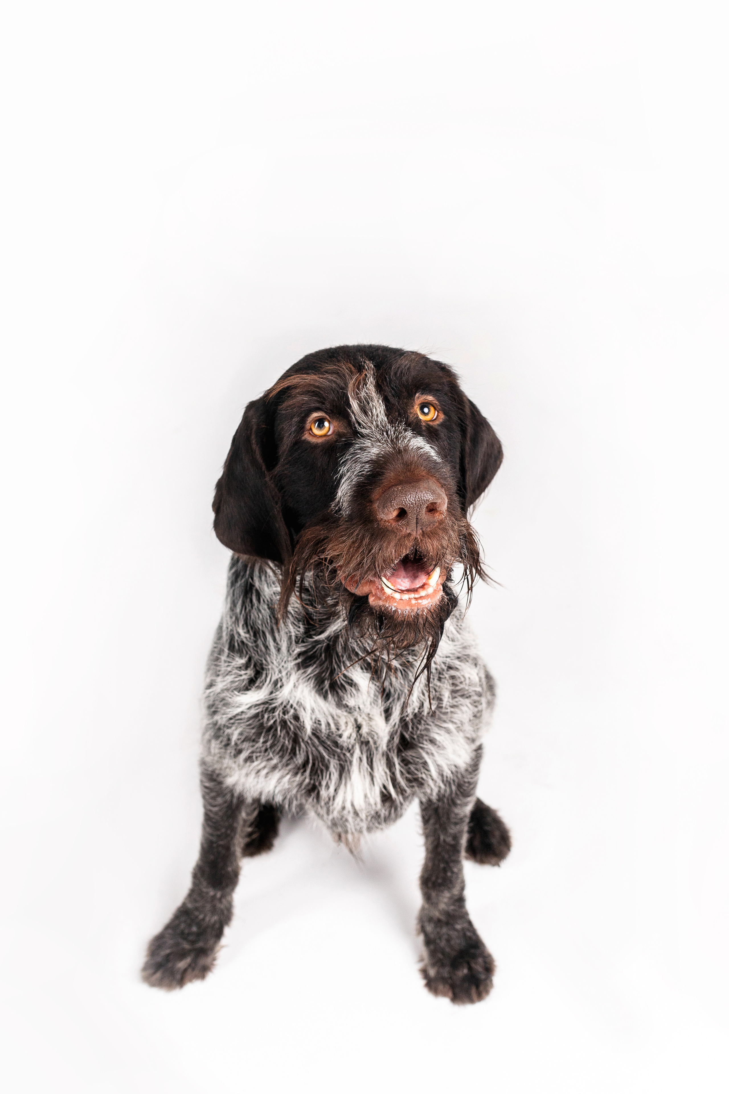 Фотосессия для бренда натуральной еды для собак