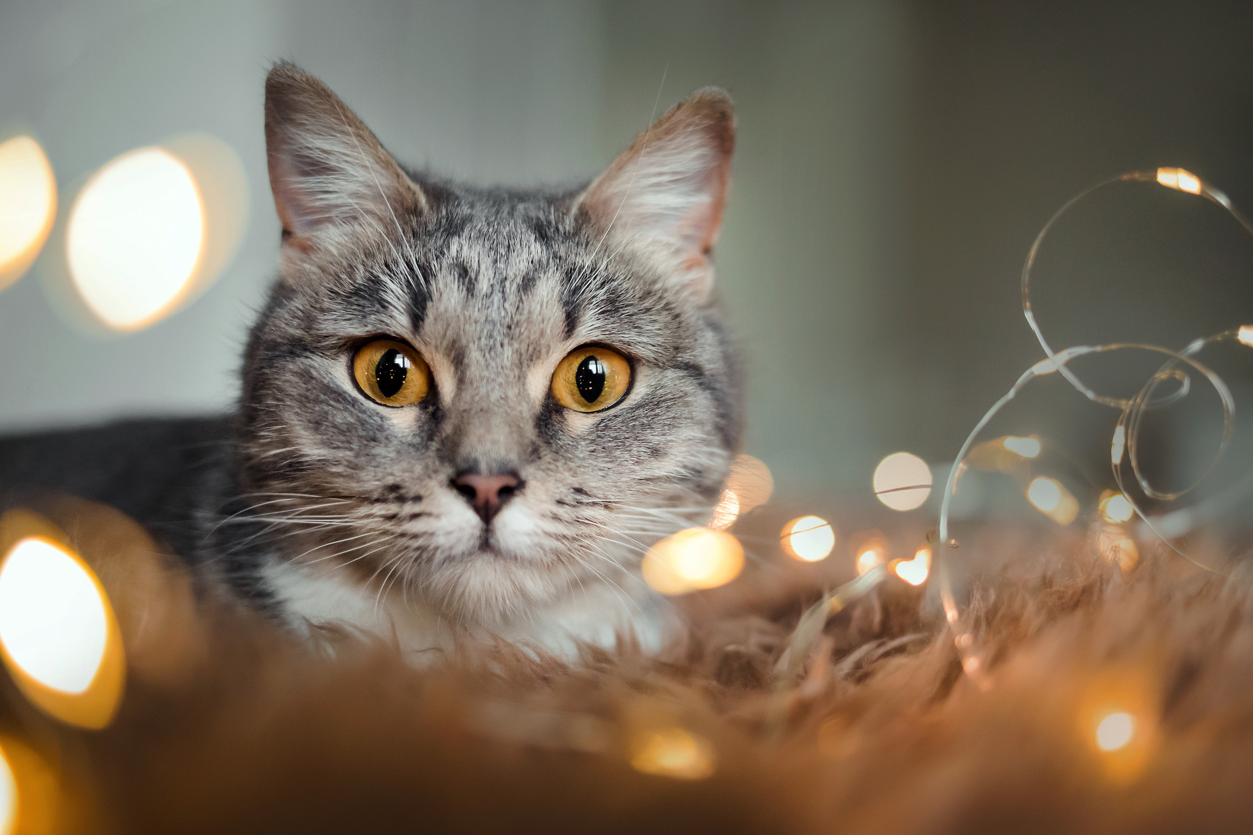 Фотосессия для кошки в интерьере