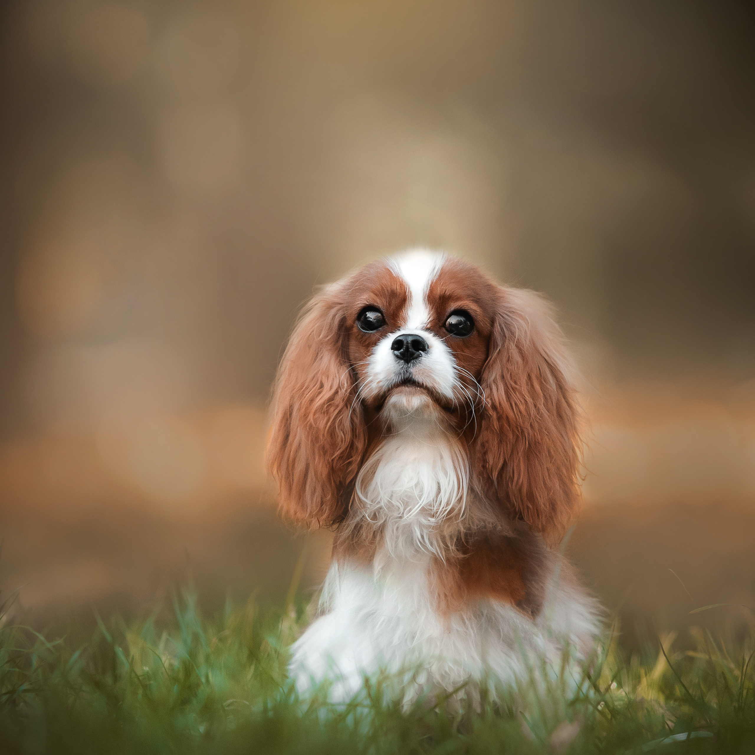 Фотосессия кавалер-кинг-чарльз-спаниелями