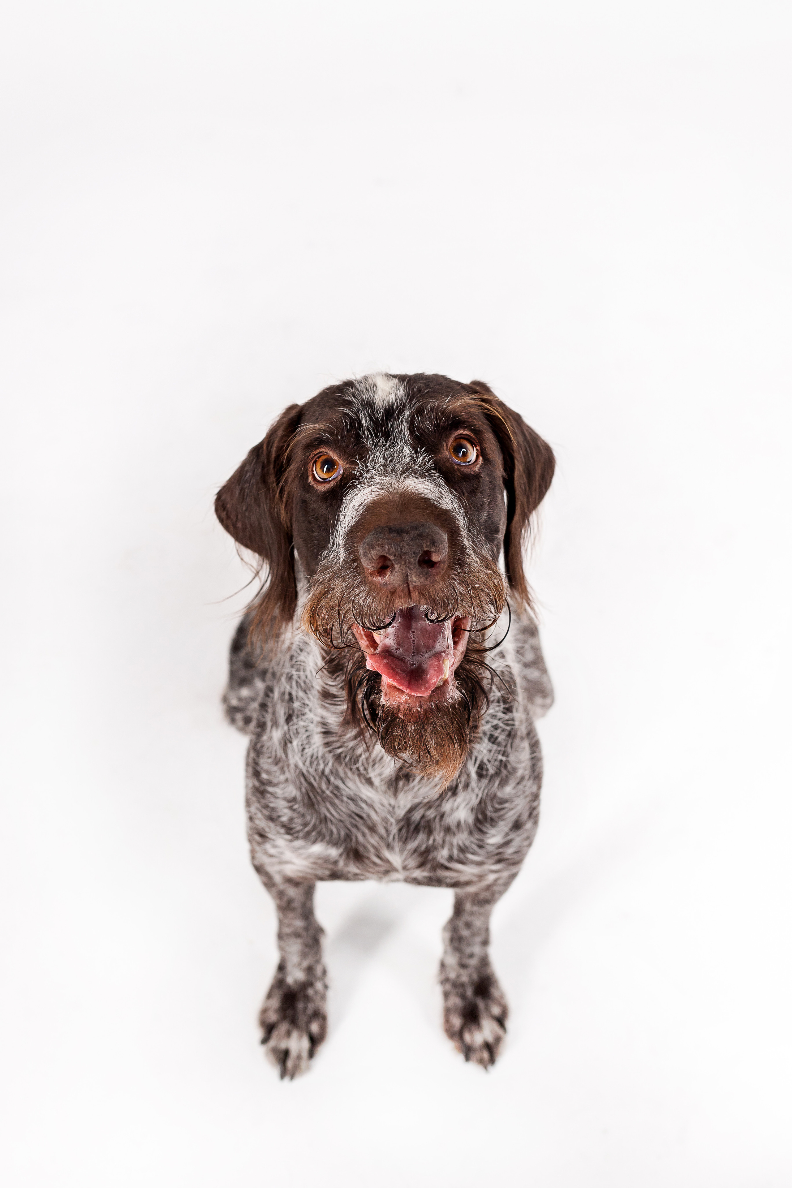 Фотосессия для бренда натуральной еды для собак