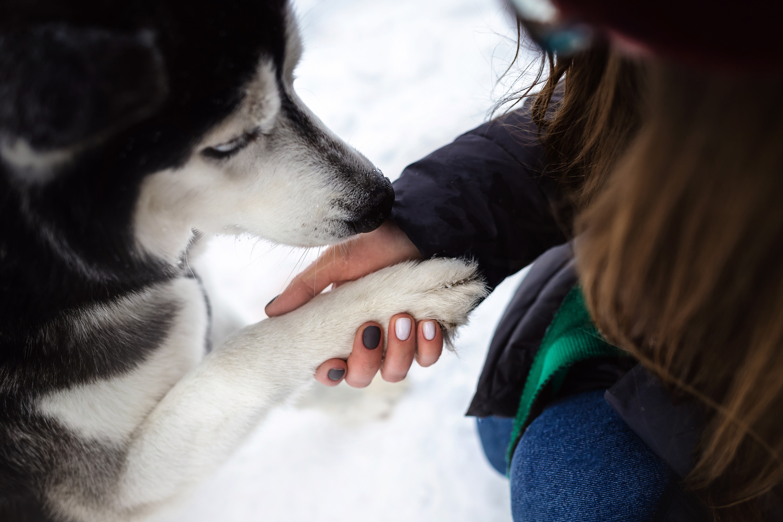 Фотосессия с хаски зимой