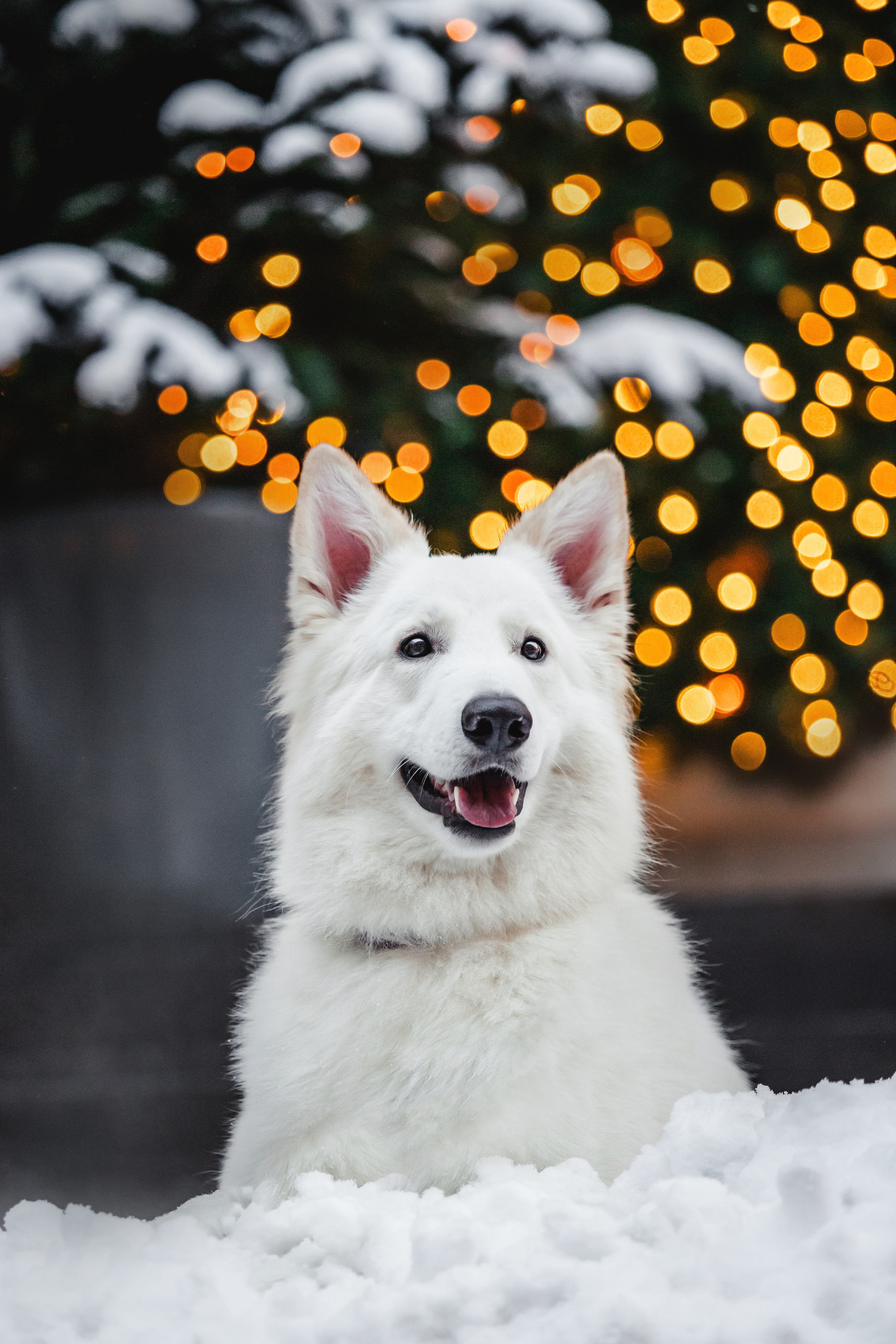 Света, Юля и Олаф