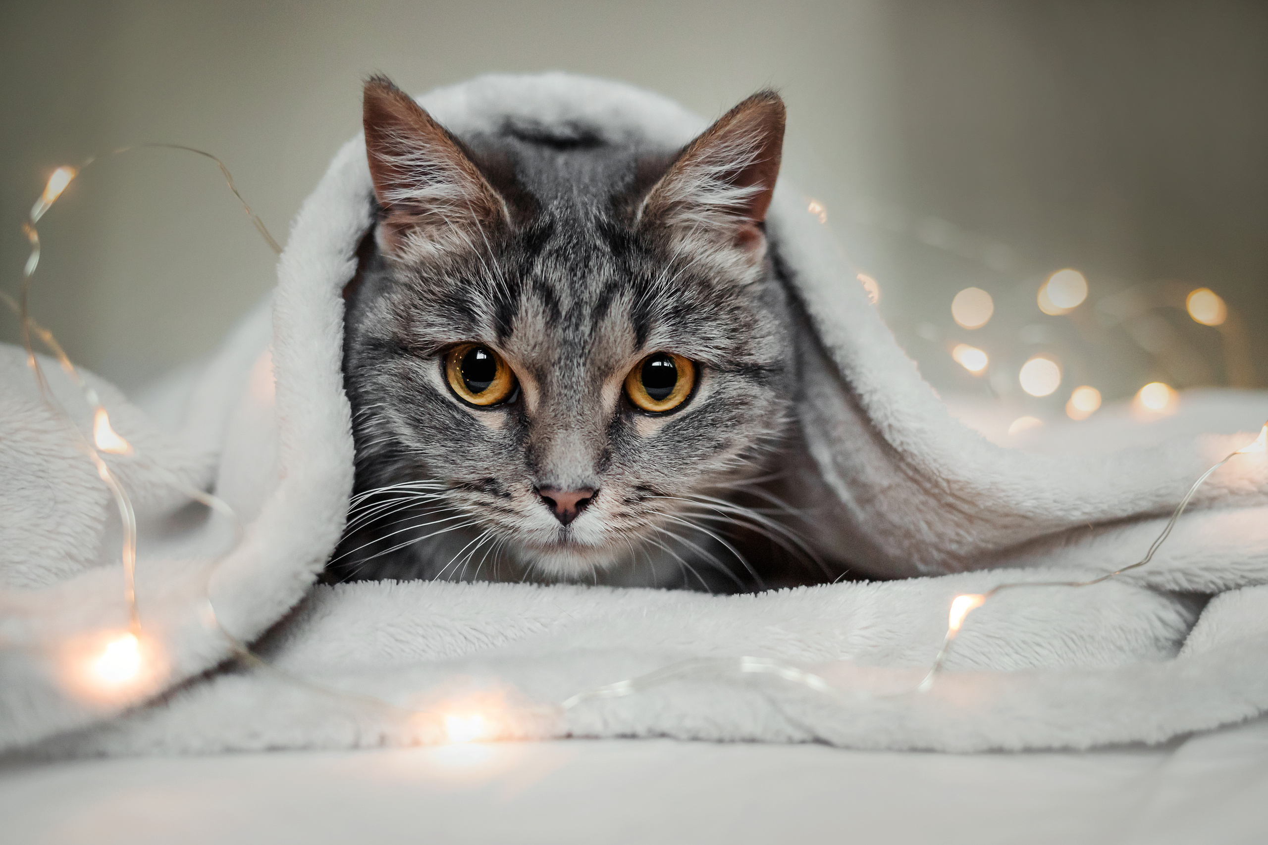 Фотосессия для кошки в интерьере