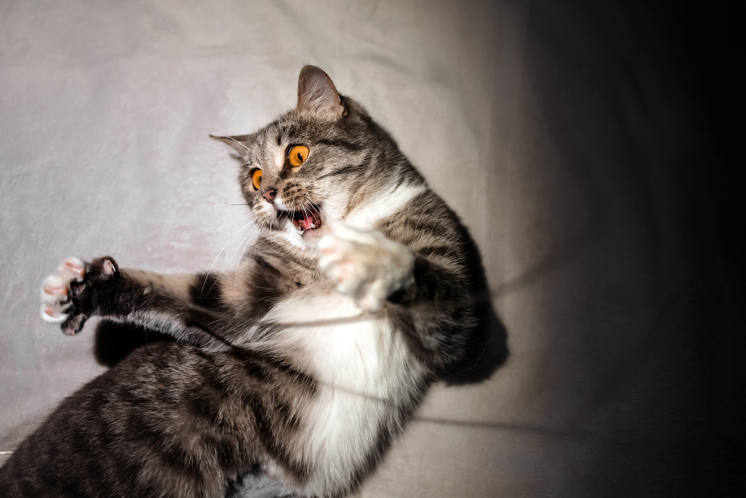 Фотосессия для кошки в интерьере