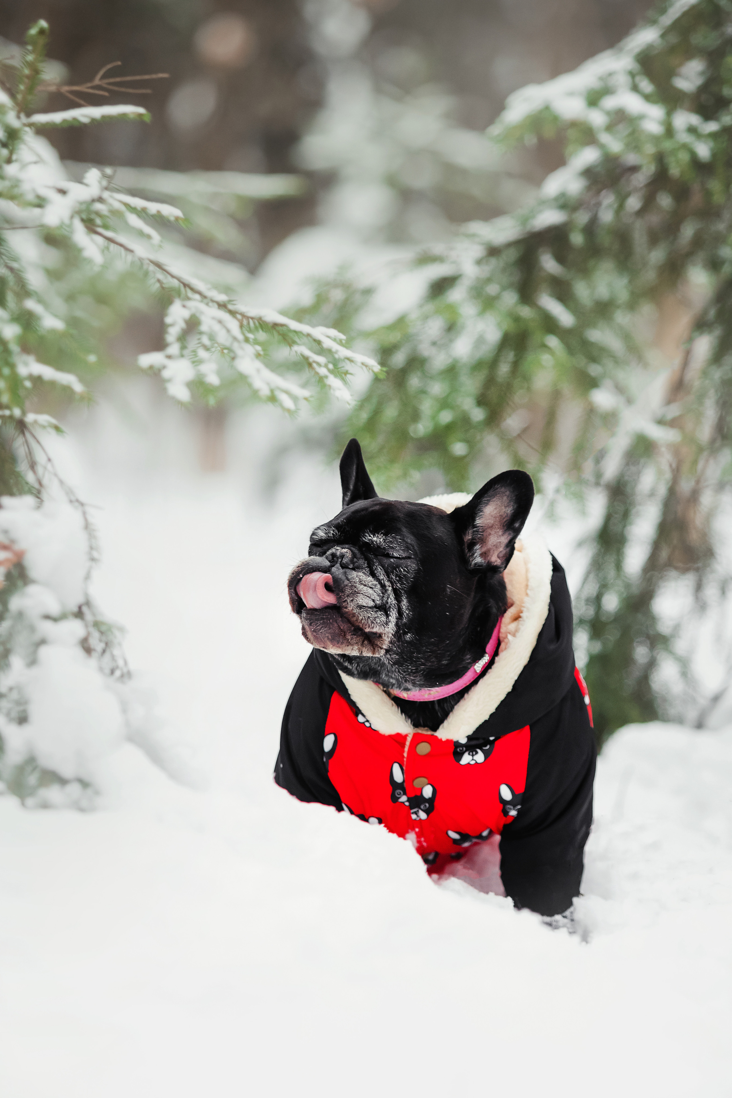 Фотосессия с бульдогом Жулей