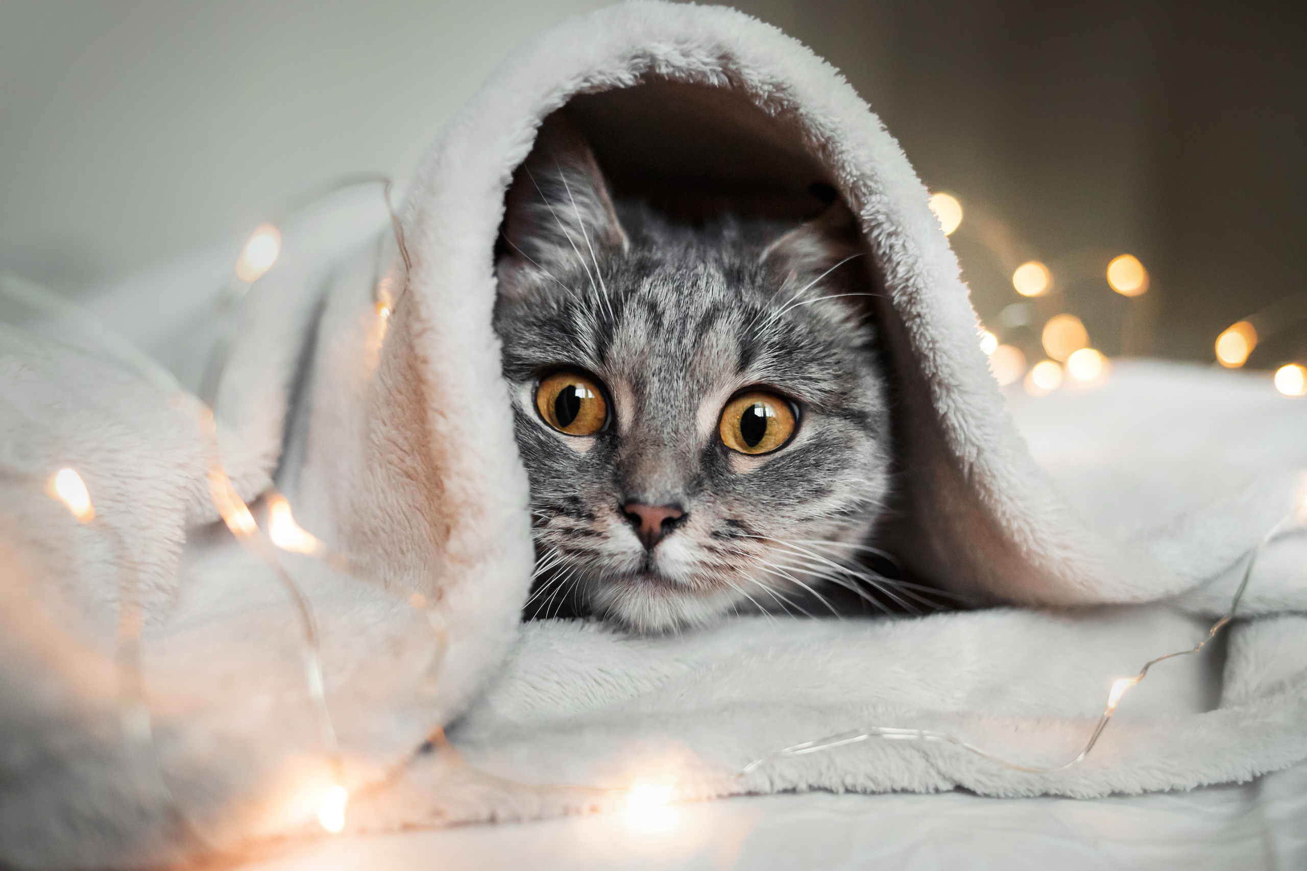 Фотосессия для кошки в интерьере