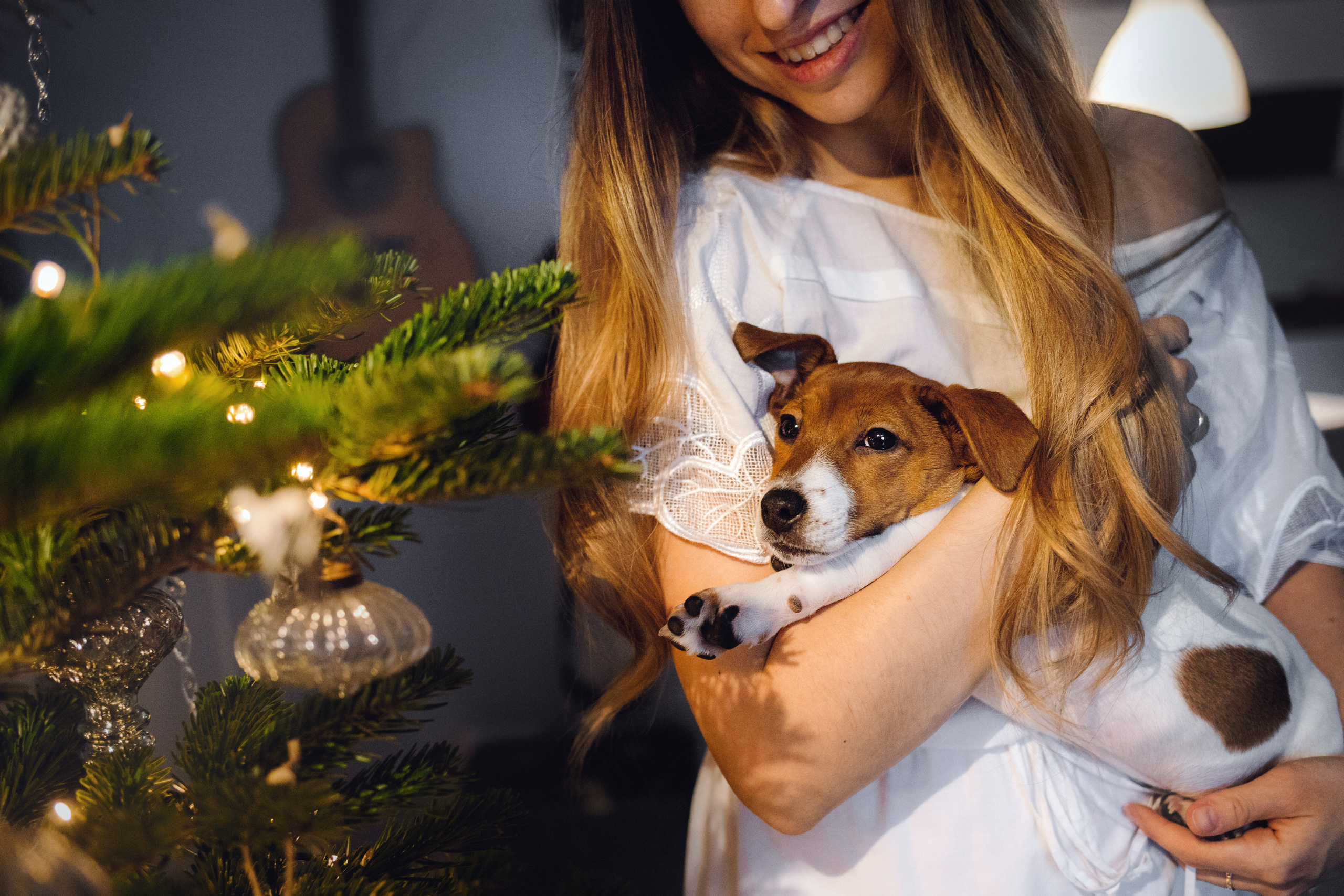 Новогодняя домашняя фотосессия с собакой