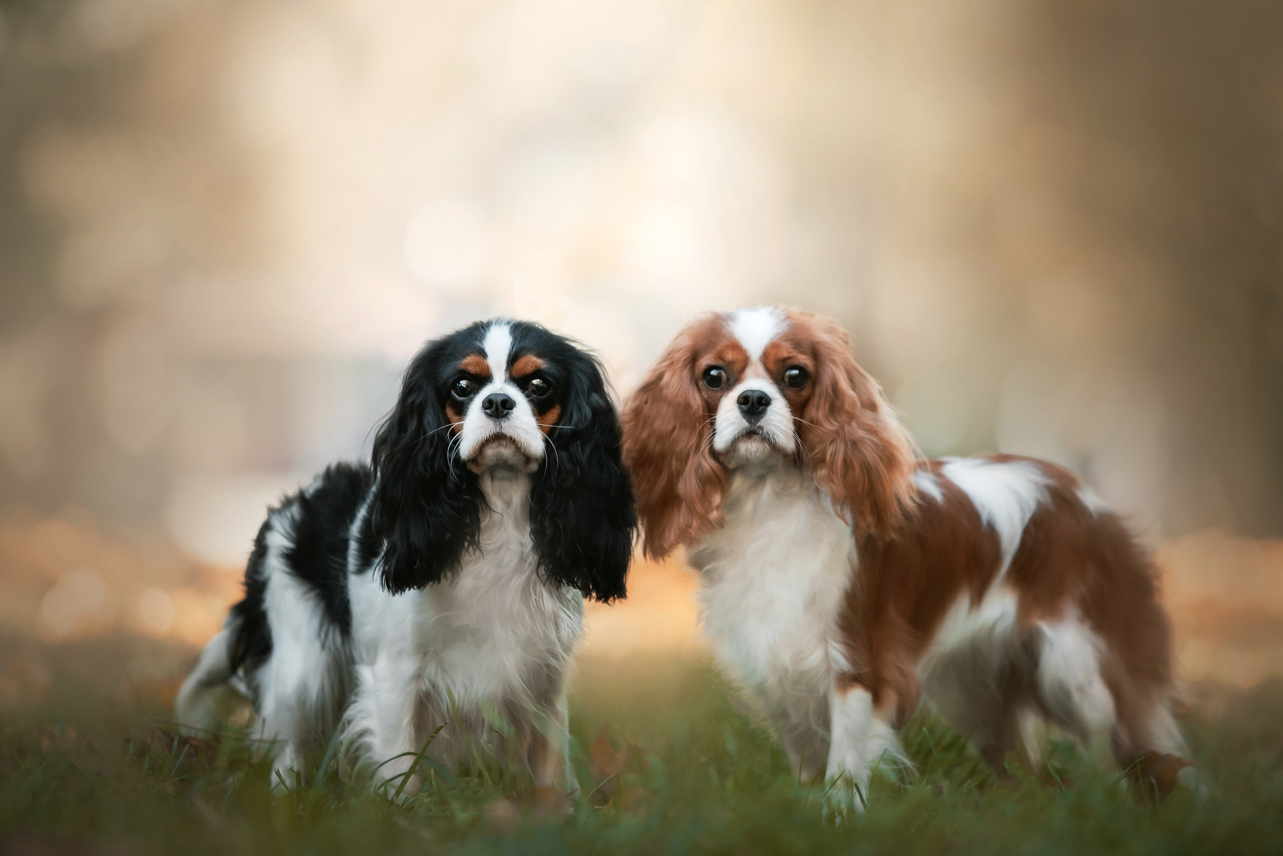 Фотосессия кавалер-кинг-чарльз-спаниелями