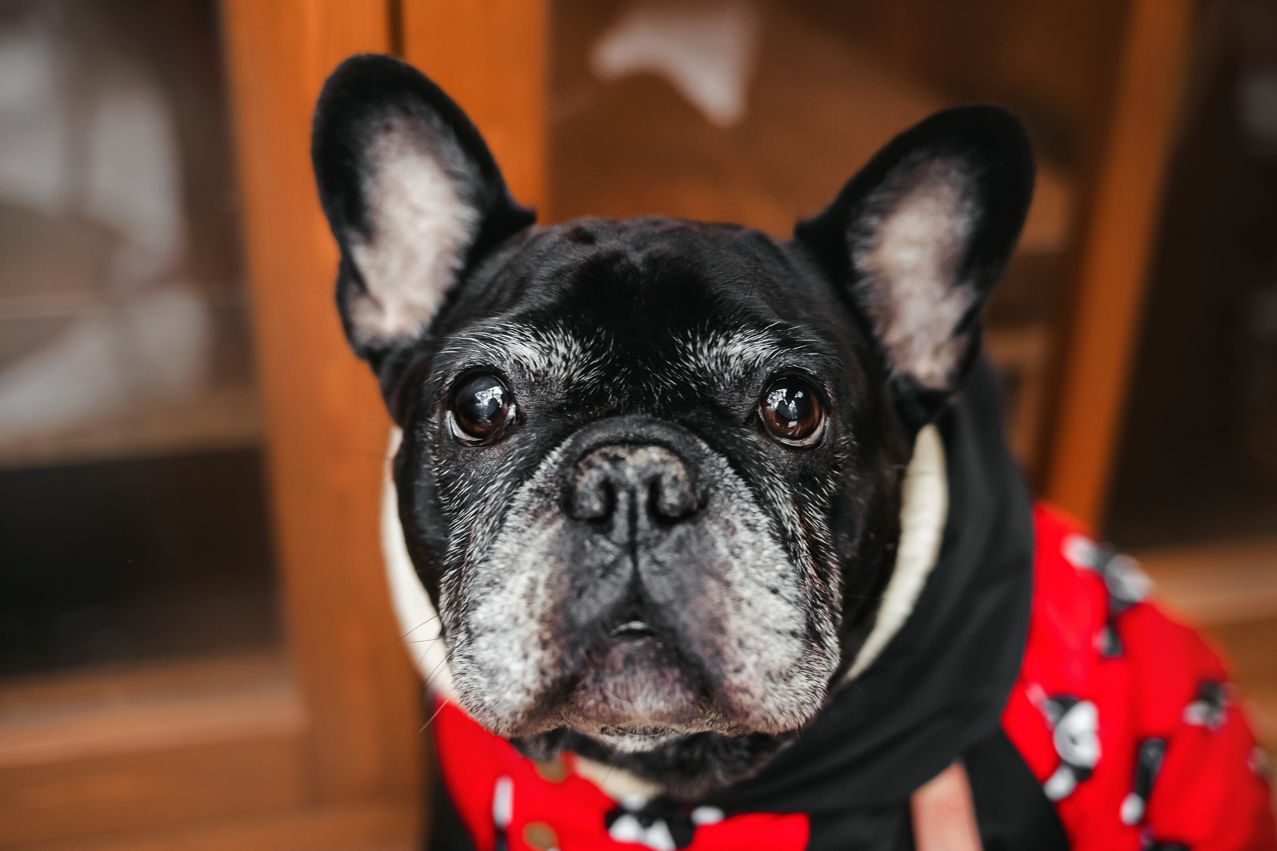 Фотосессия с бульдогом Жулей