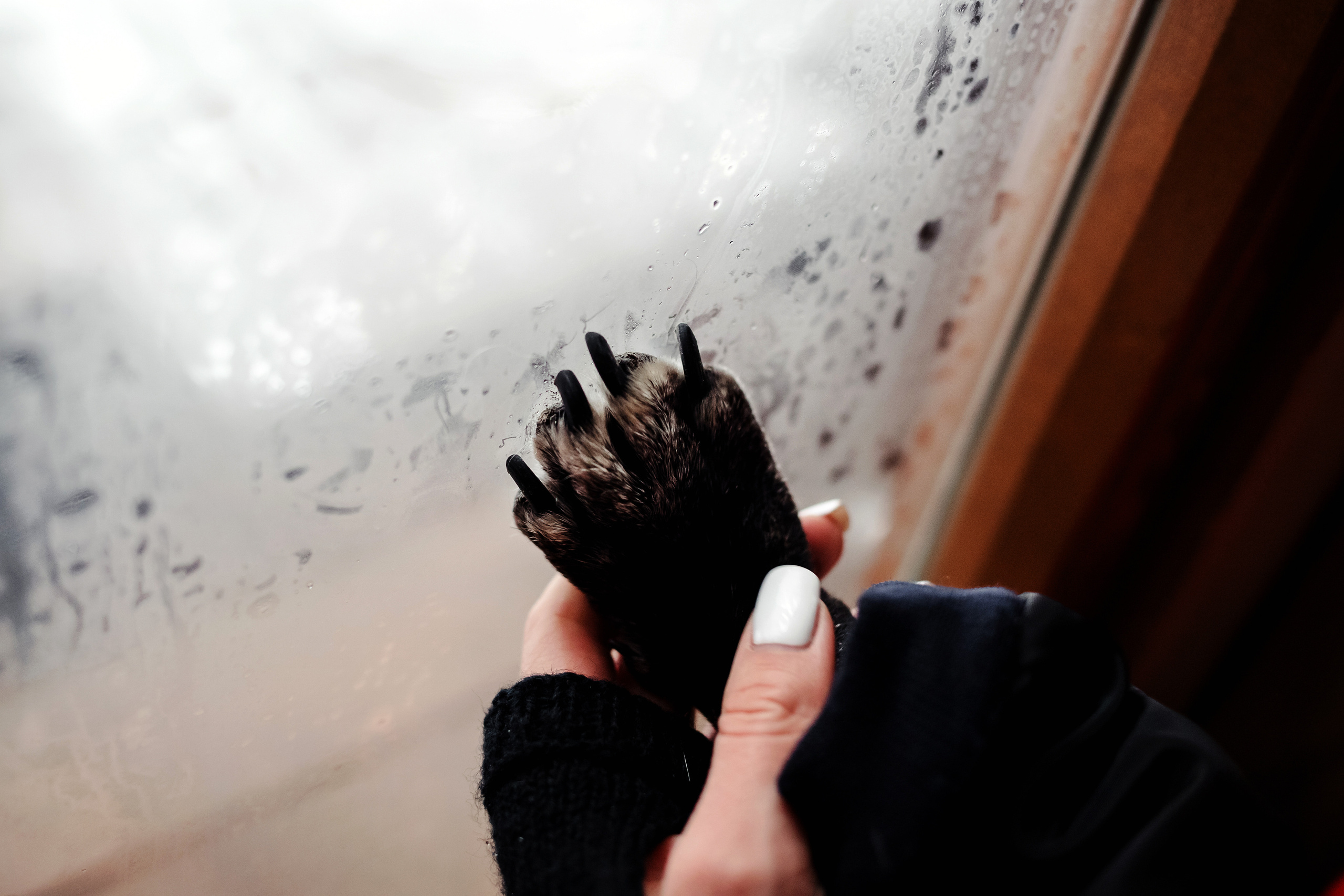 Фотосессия с бульдогом Жулей