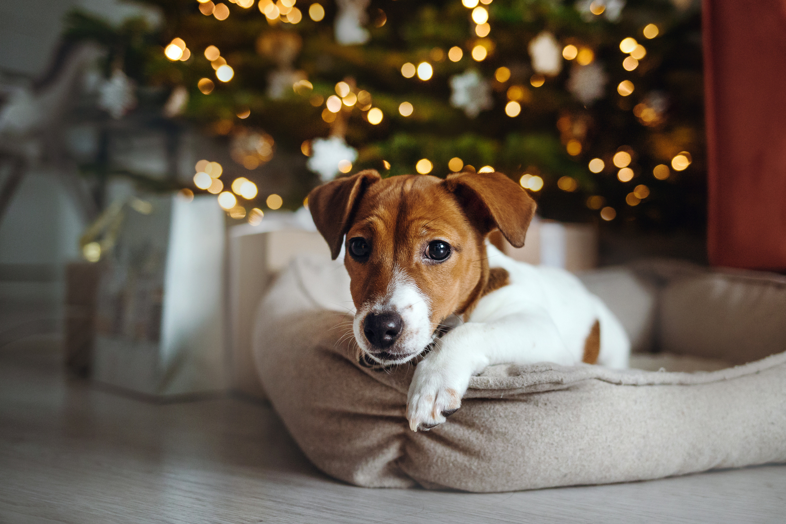 Новогодняя домашняя фотосессия с собакой