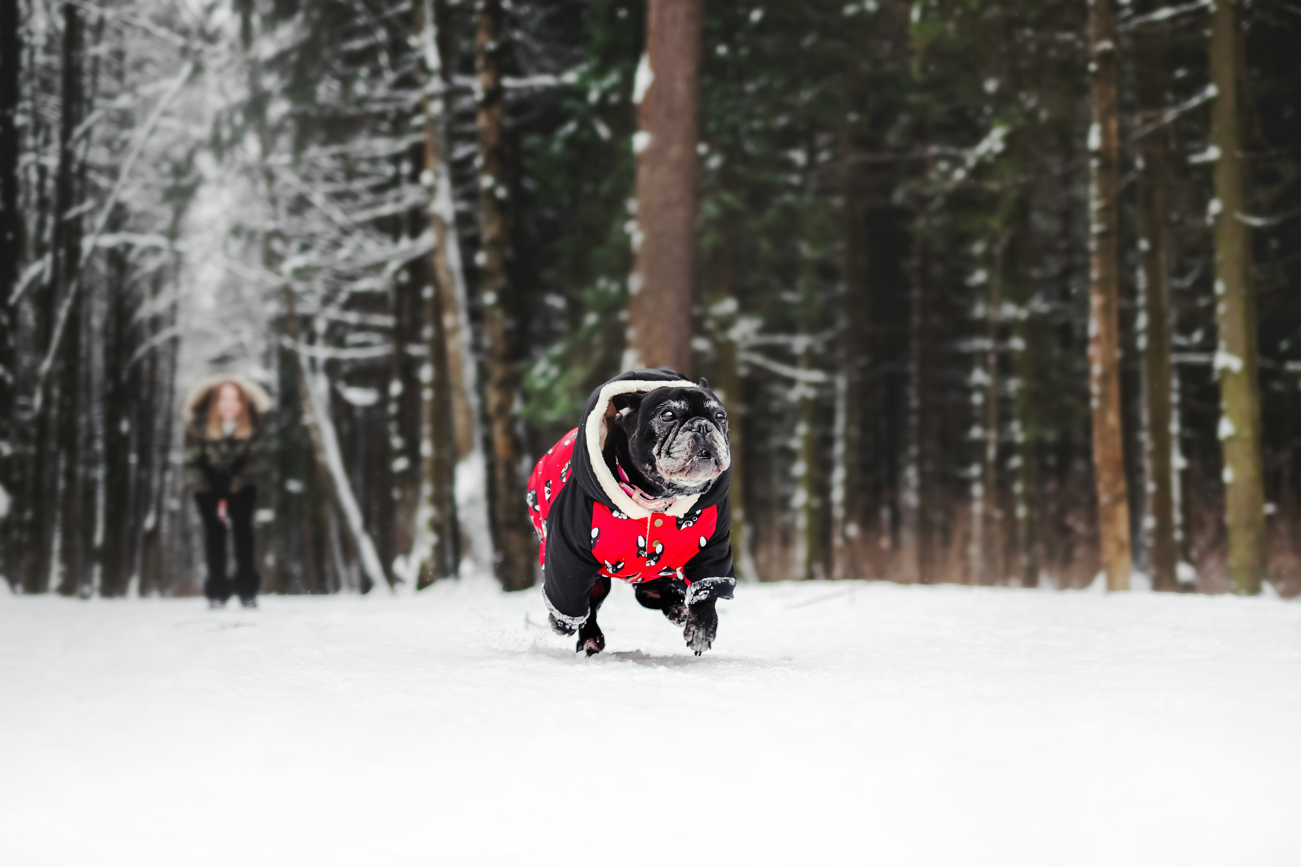 Фотосессия с бульдогом Жулей