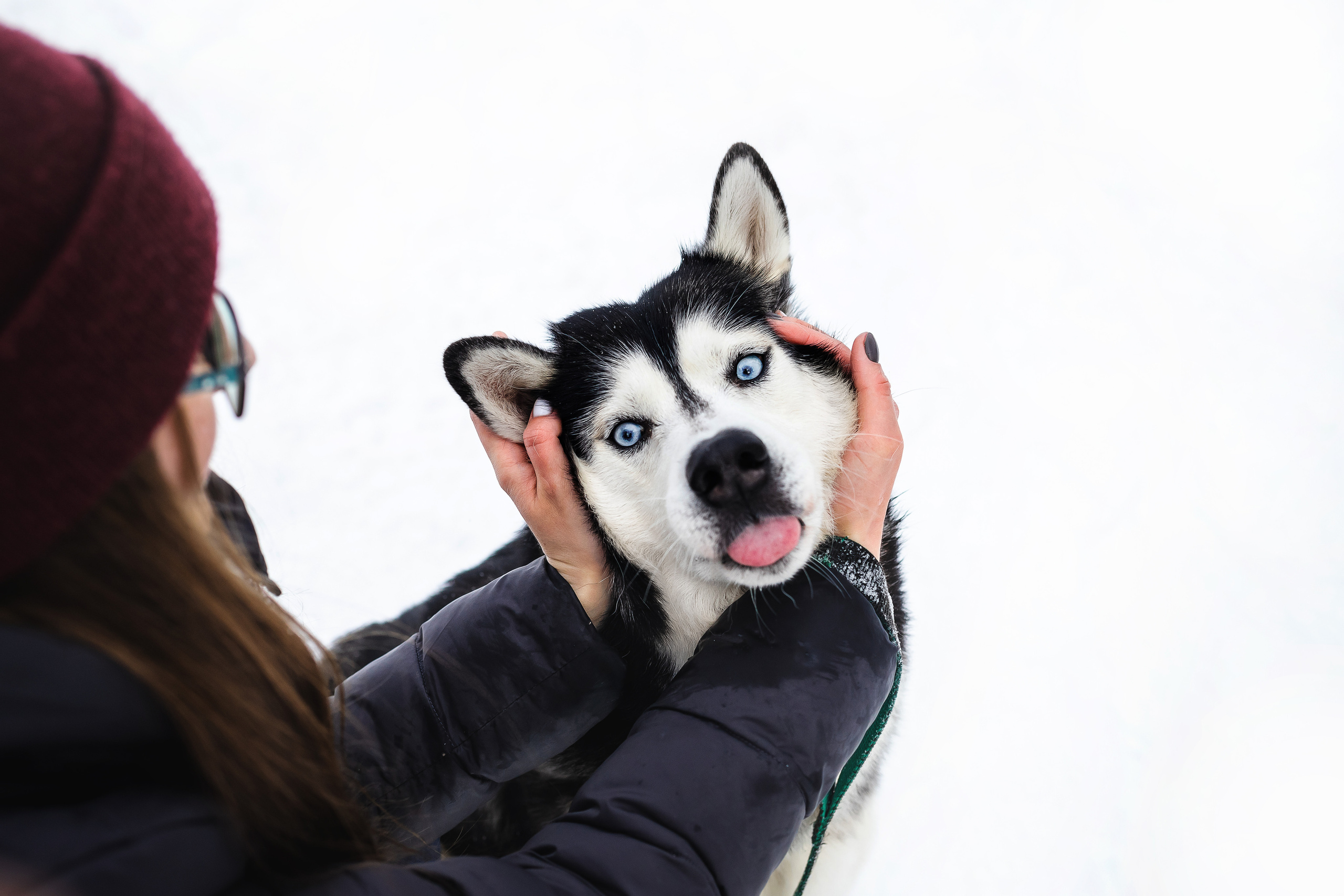 Фотосессия с хаски