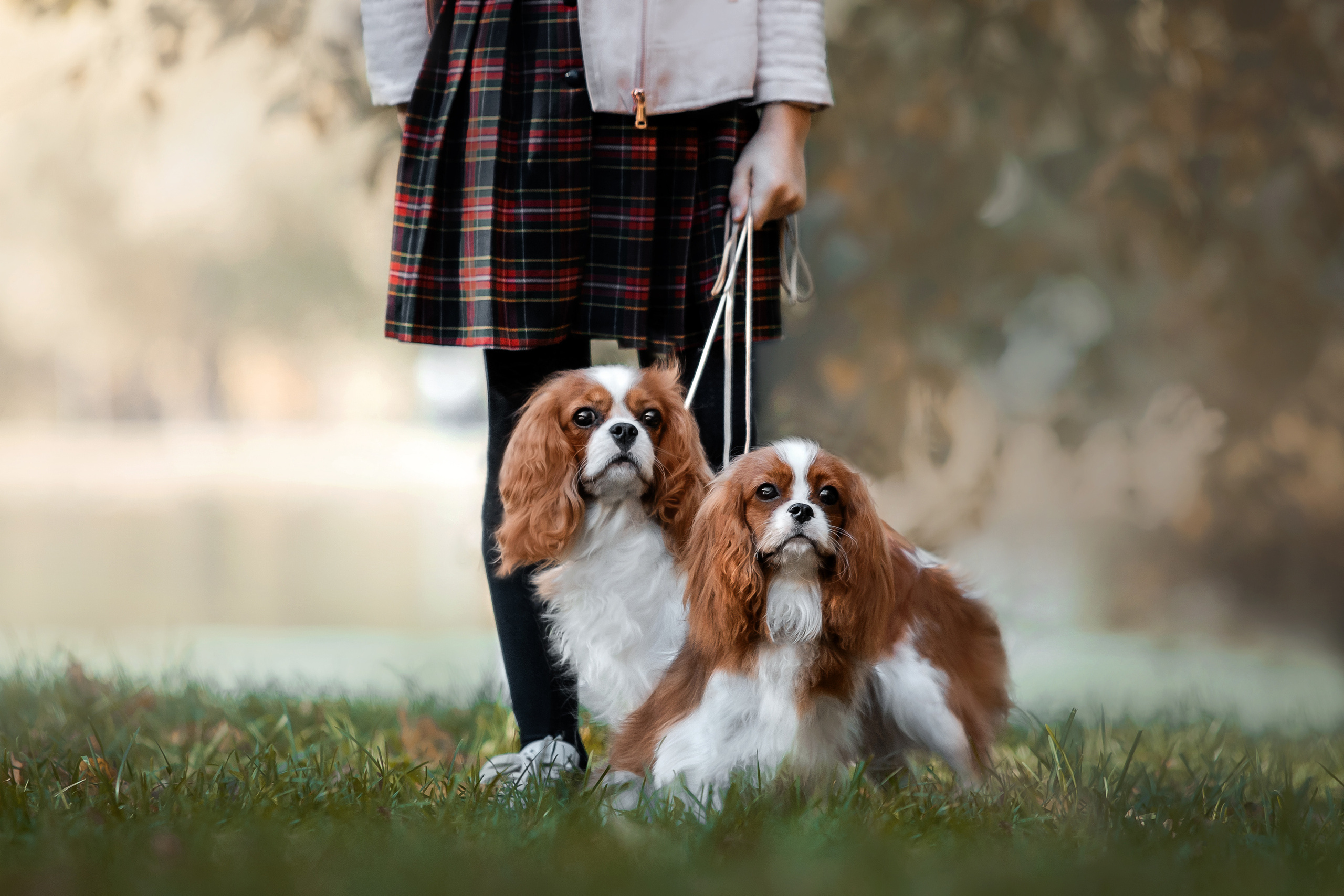 Фотосессия кавалер-кинг-чарльз-спаниелями