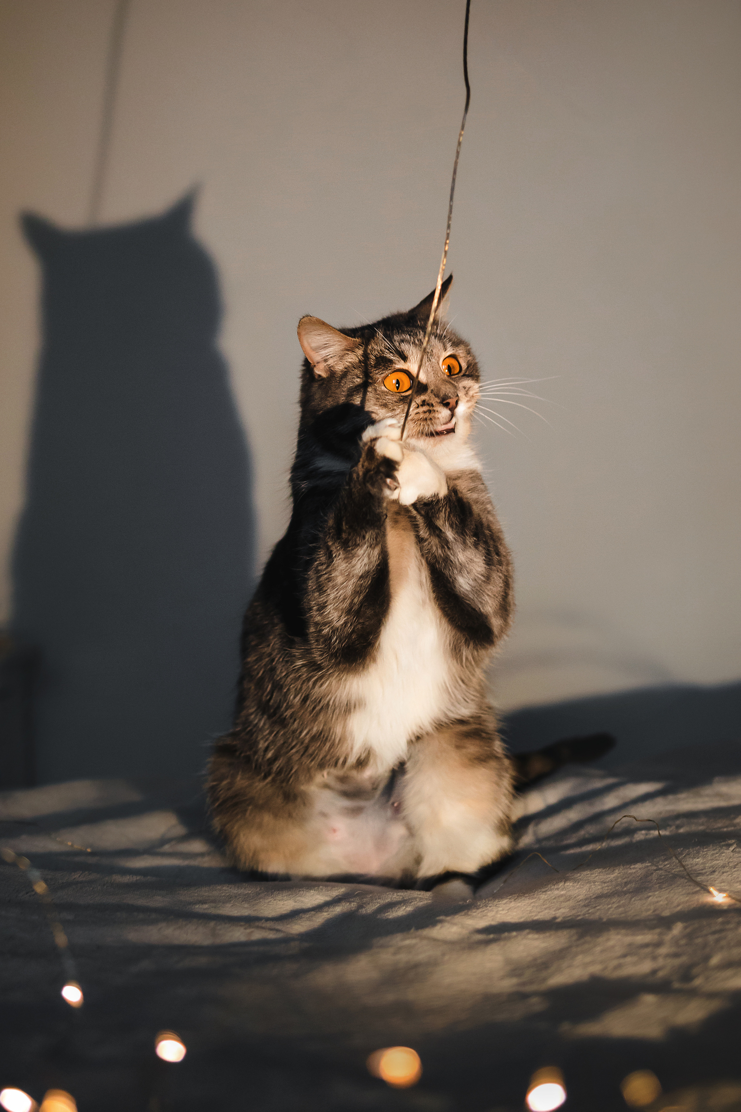 Фотосессия для кошки в интерьере