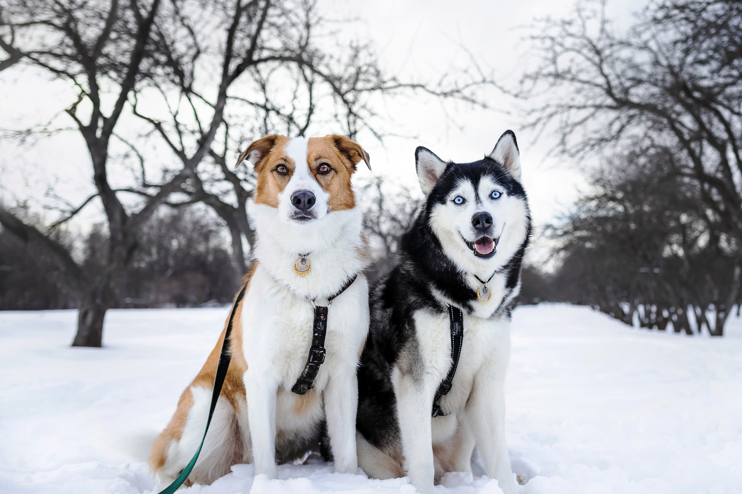 Фотосессия с хаски зимой