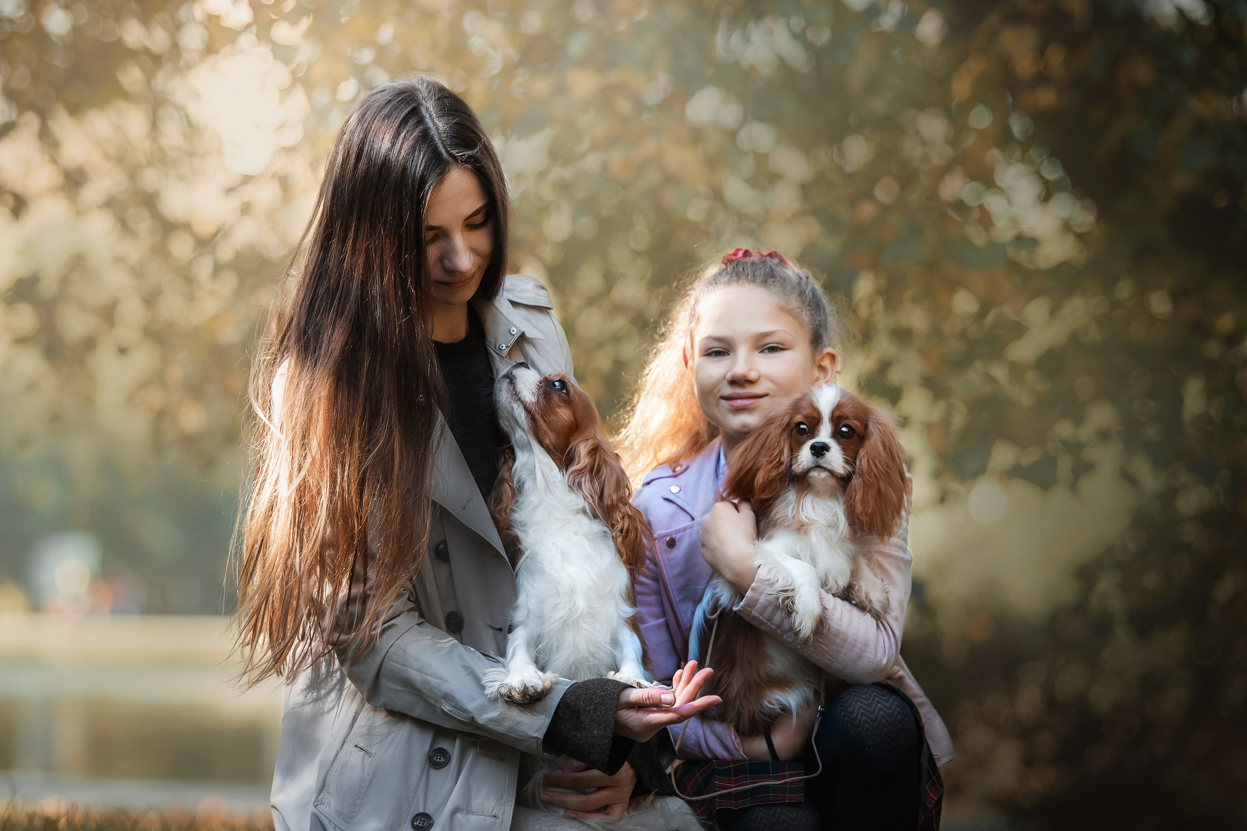 Фотосессия кавалер-кинг-чарльз-спаниелями