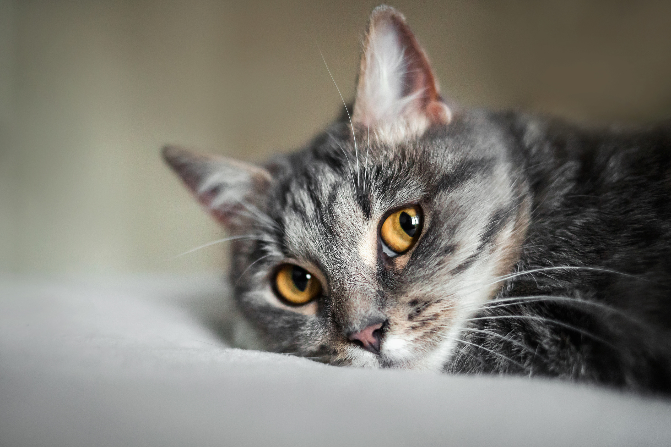 Фотосессия для кошки в интерьере