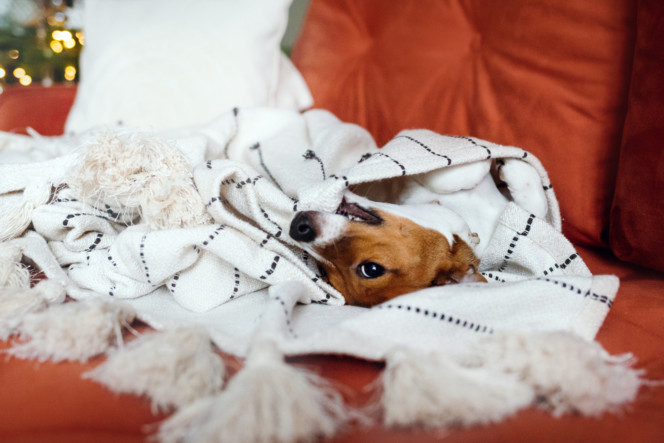 Новогодняя домашняя фотосессия с собакой