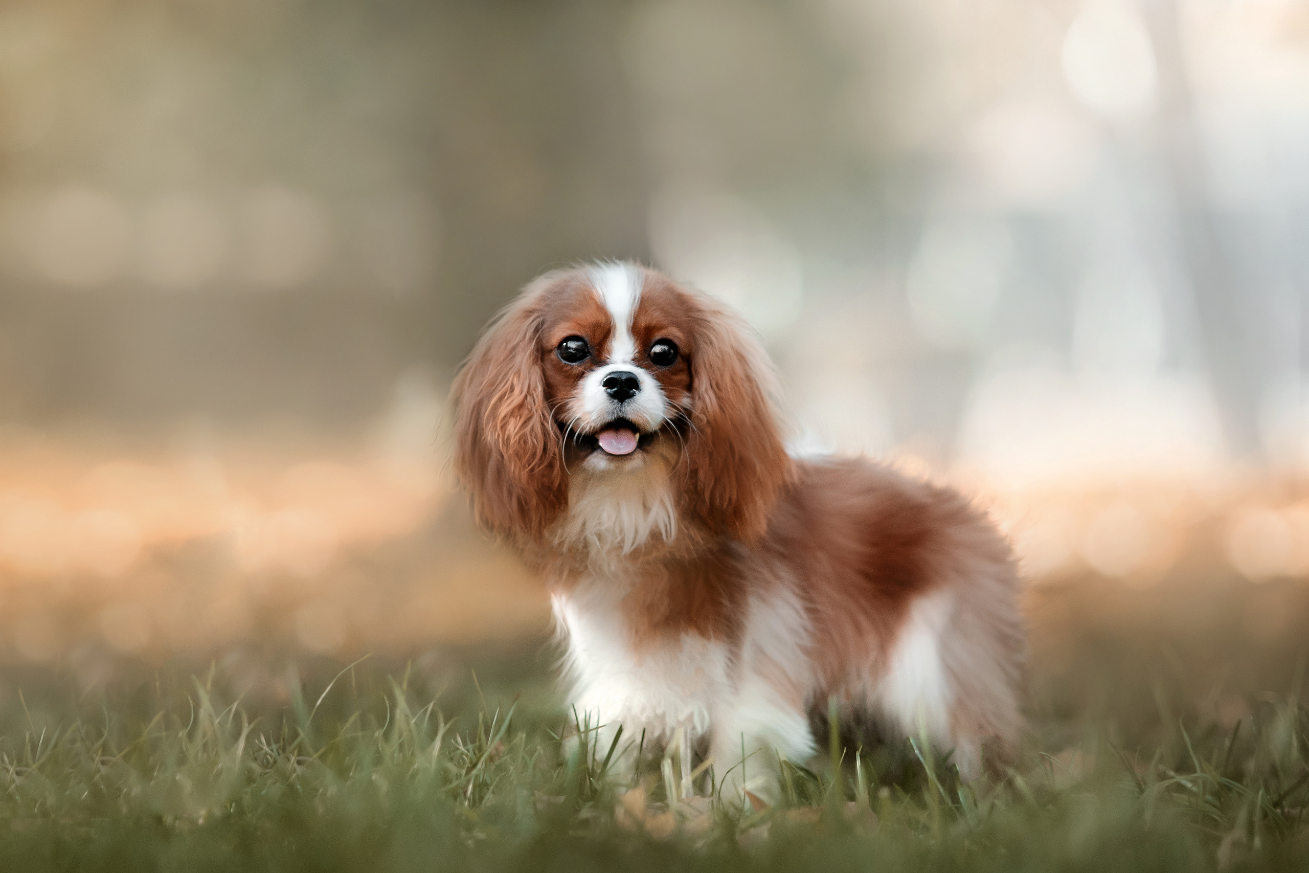 Фотосессия кавалер-кинг-чарльз-спаниелями